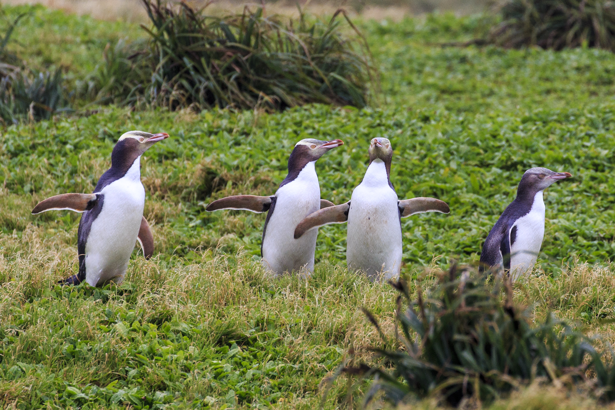Yellow-Eyed Penguin