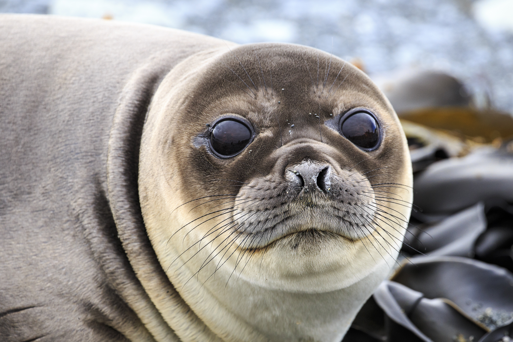 Elephant Seal
