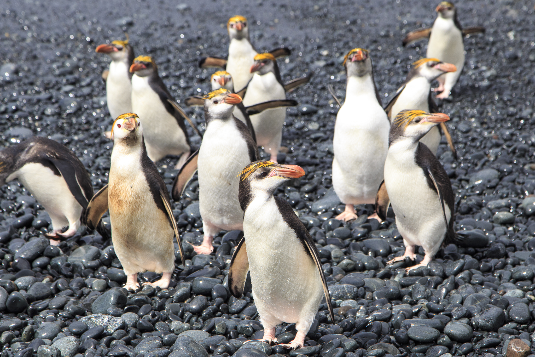 Royal Penguin