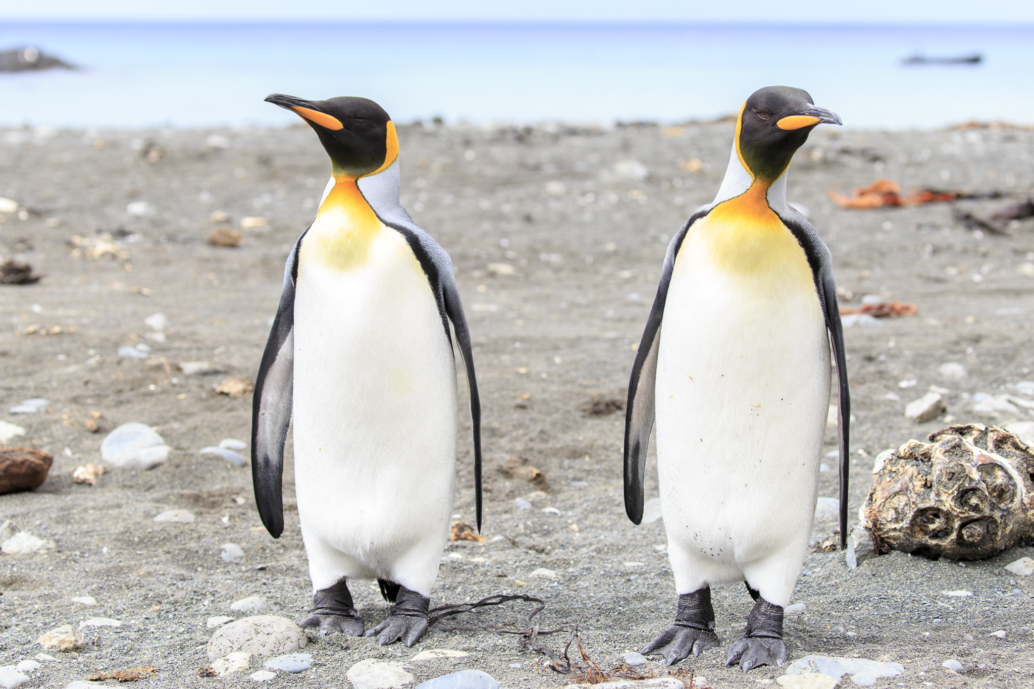 King Penguins