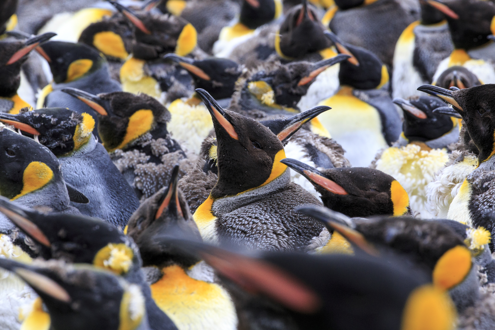 King Penguins
