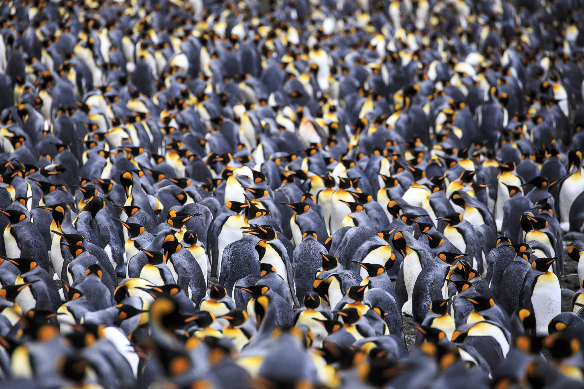 King Penguins