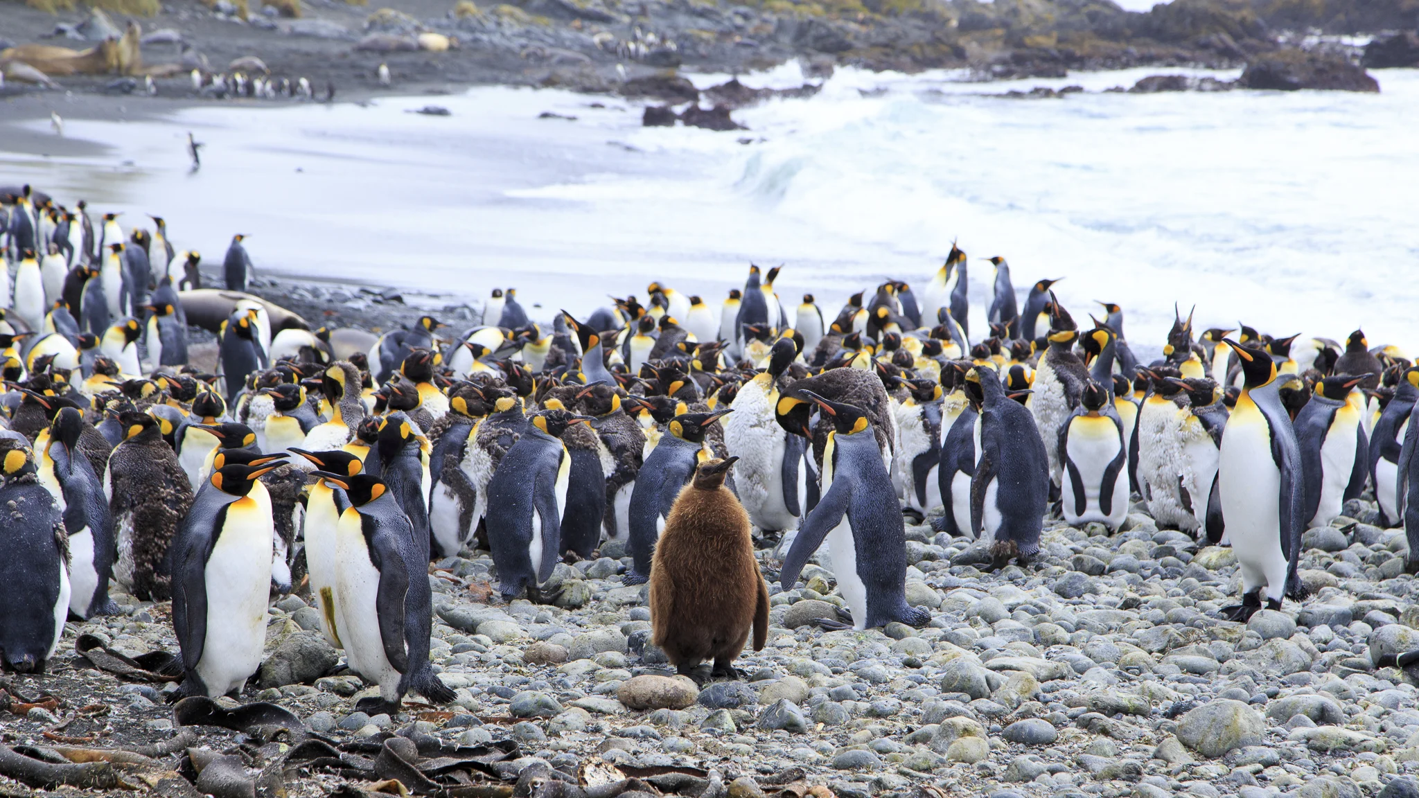 King Penguins