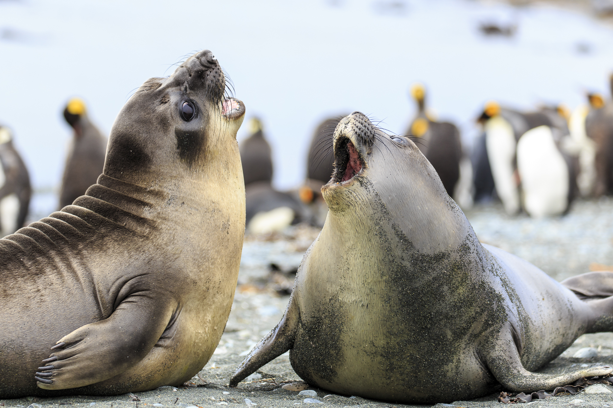 Elephant Seal