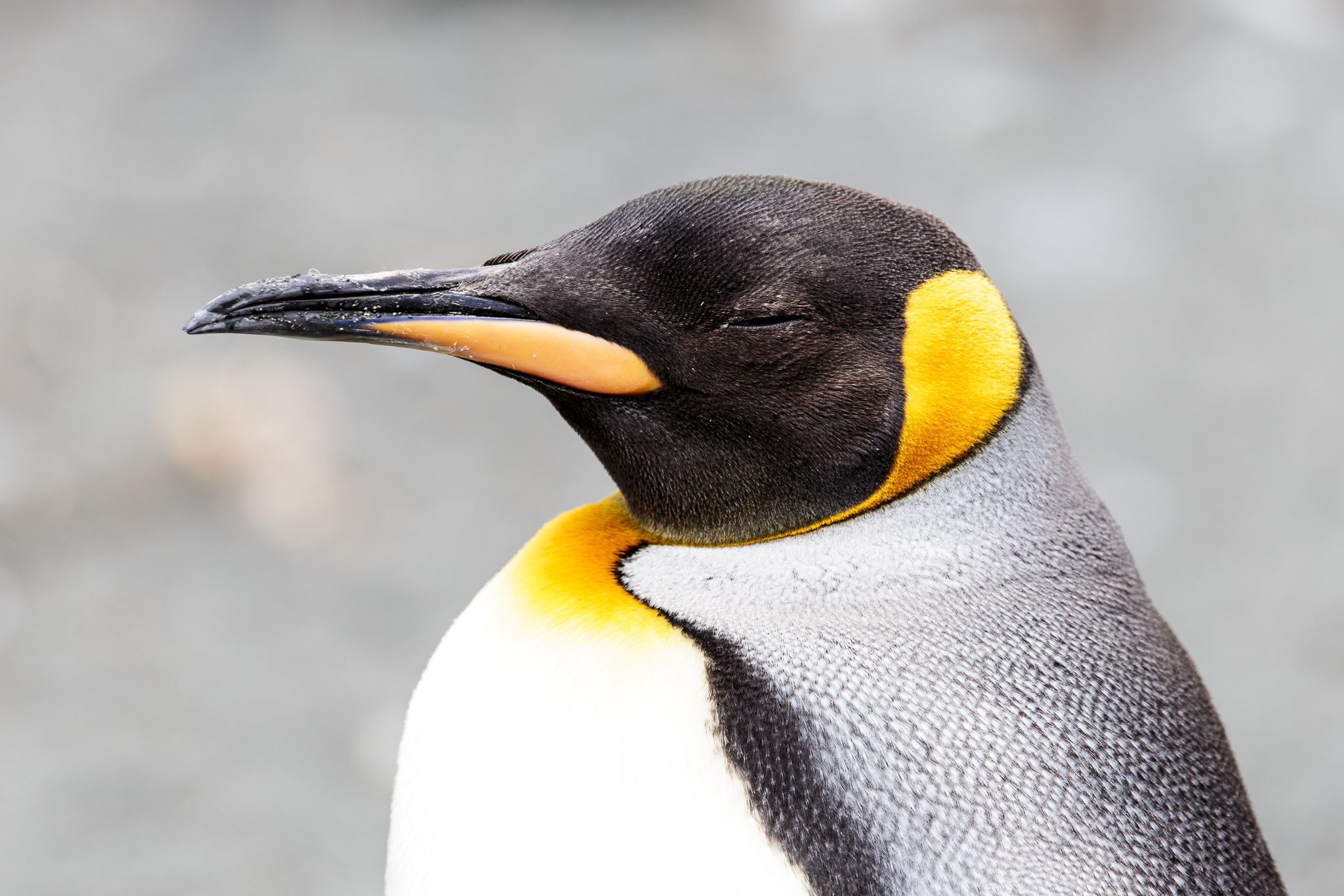 King Penguins