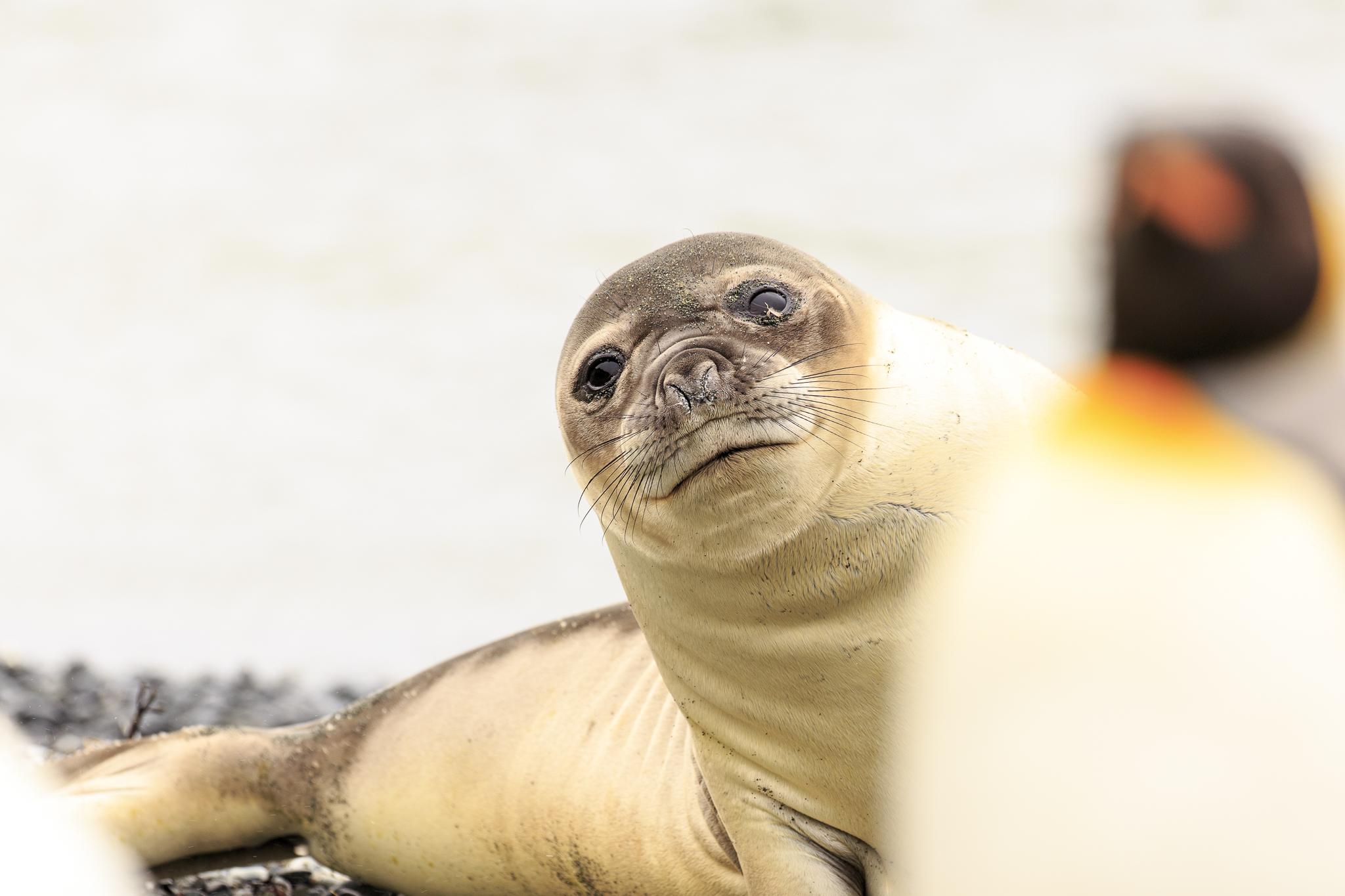 Elephant Seal