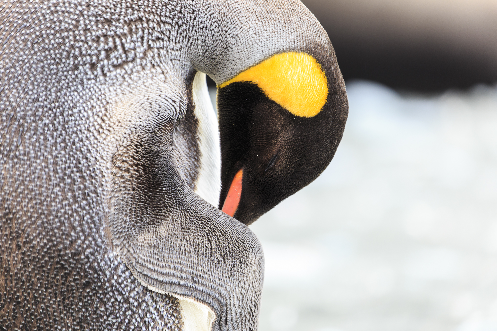 King Penguins