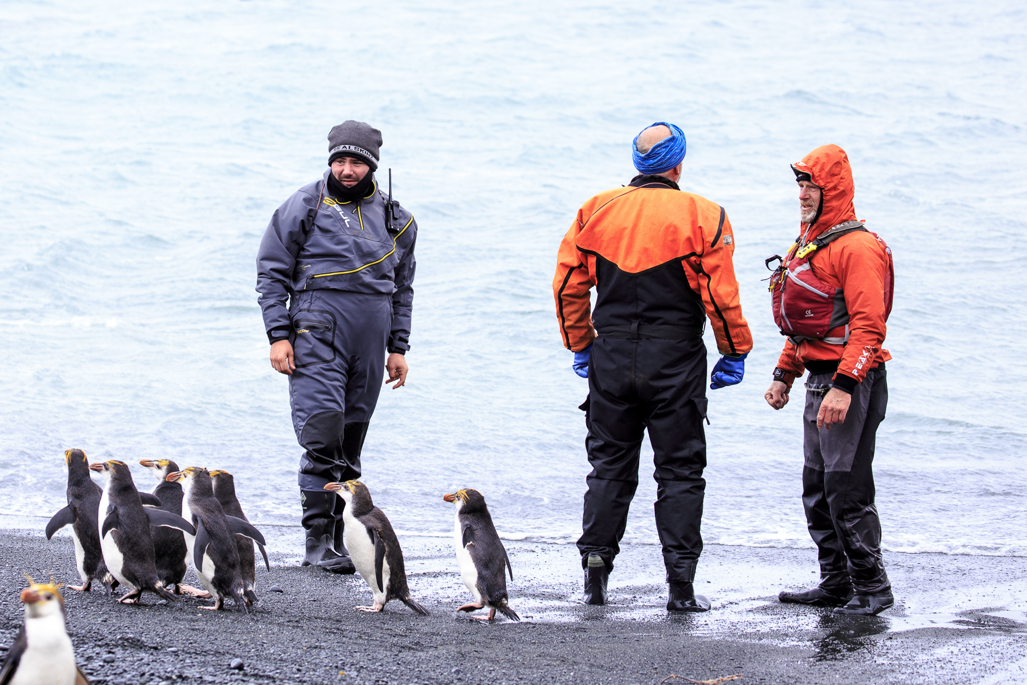 Royal Penguins waddling past the Heritage Expedition crew
