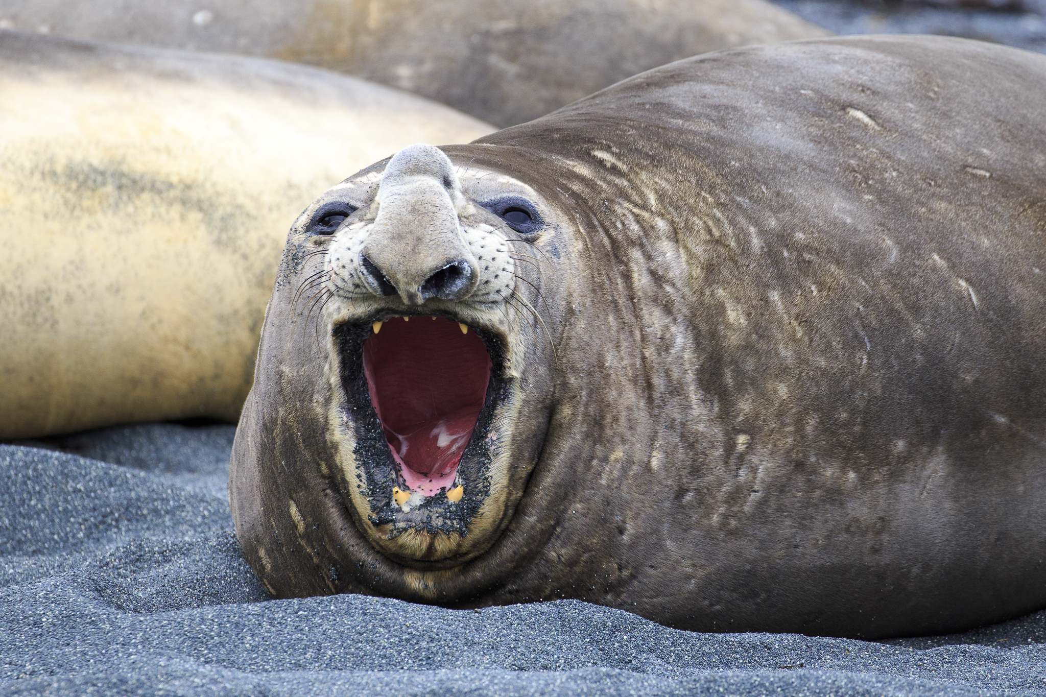 Elephant Seal
