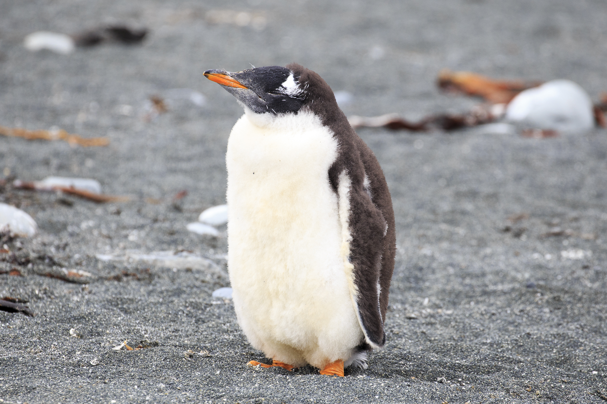 Gentoo Penguin
