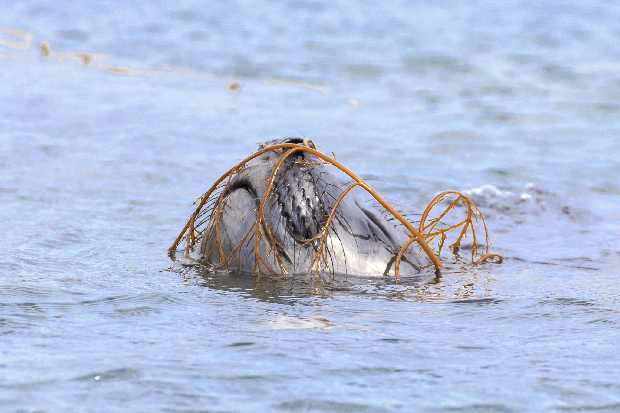 Elephant Seal
