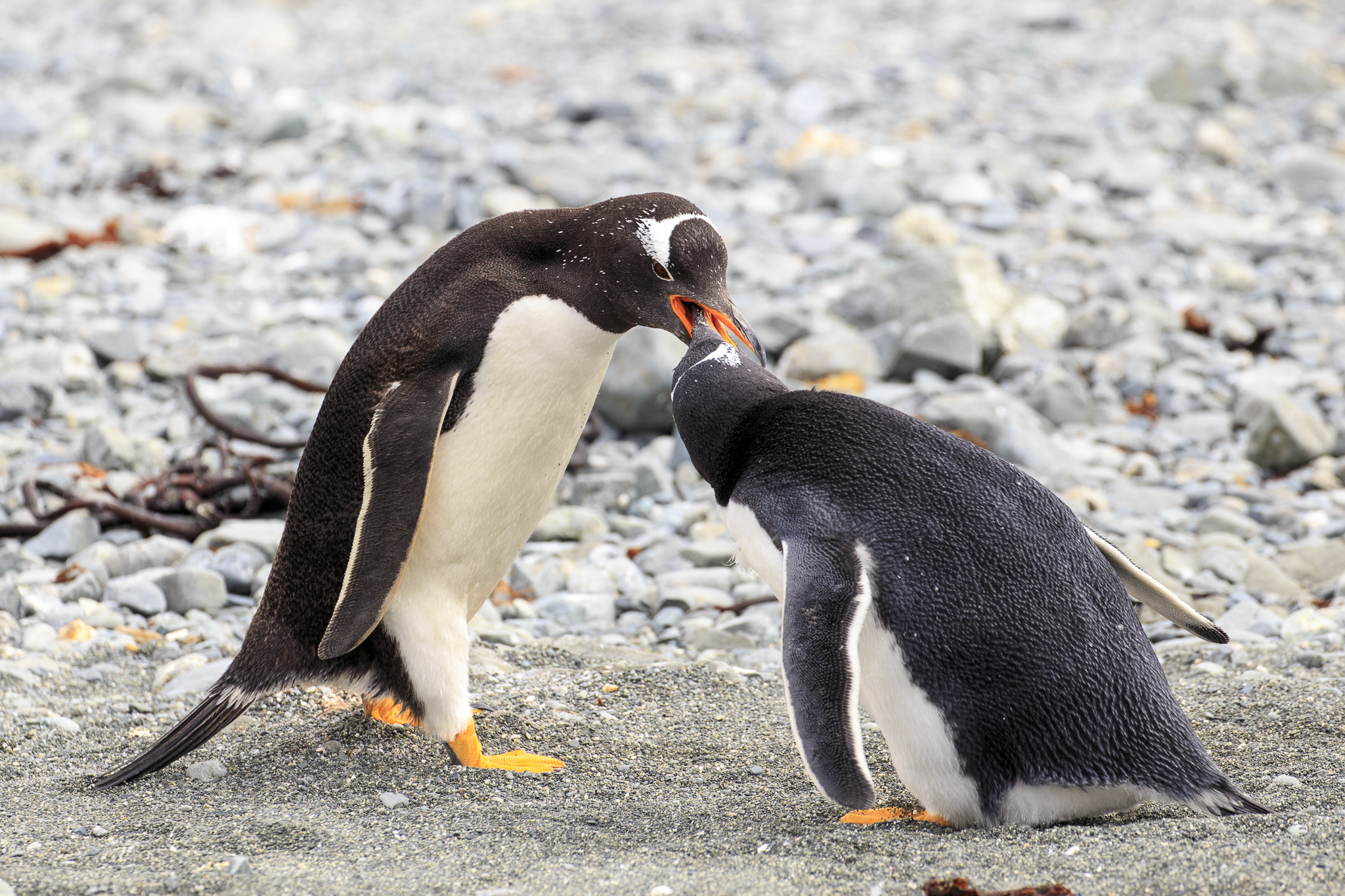 Gentoo Penguins
