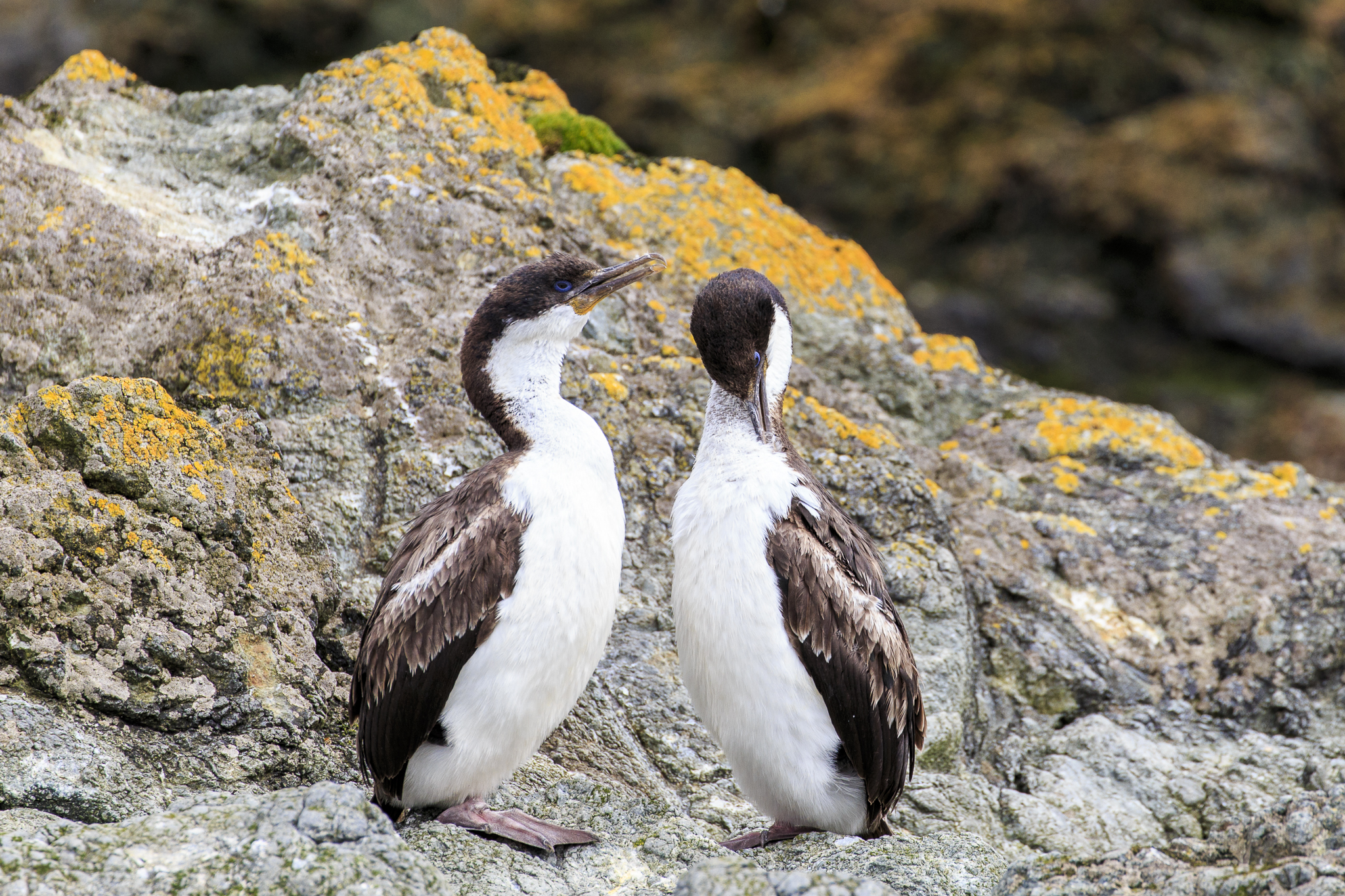 Macquarie Island Shag