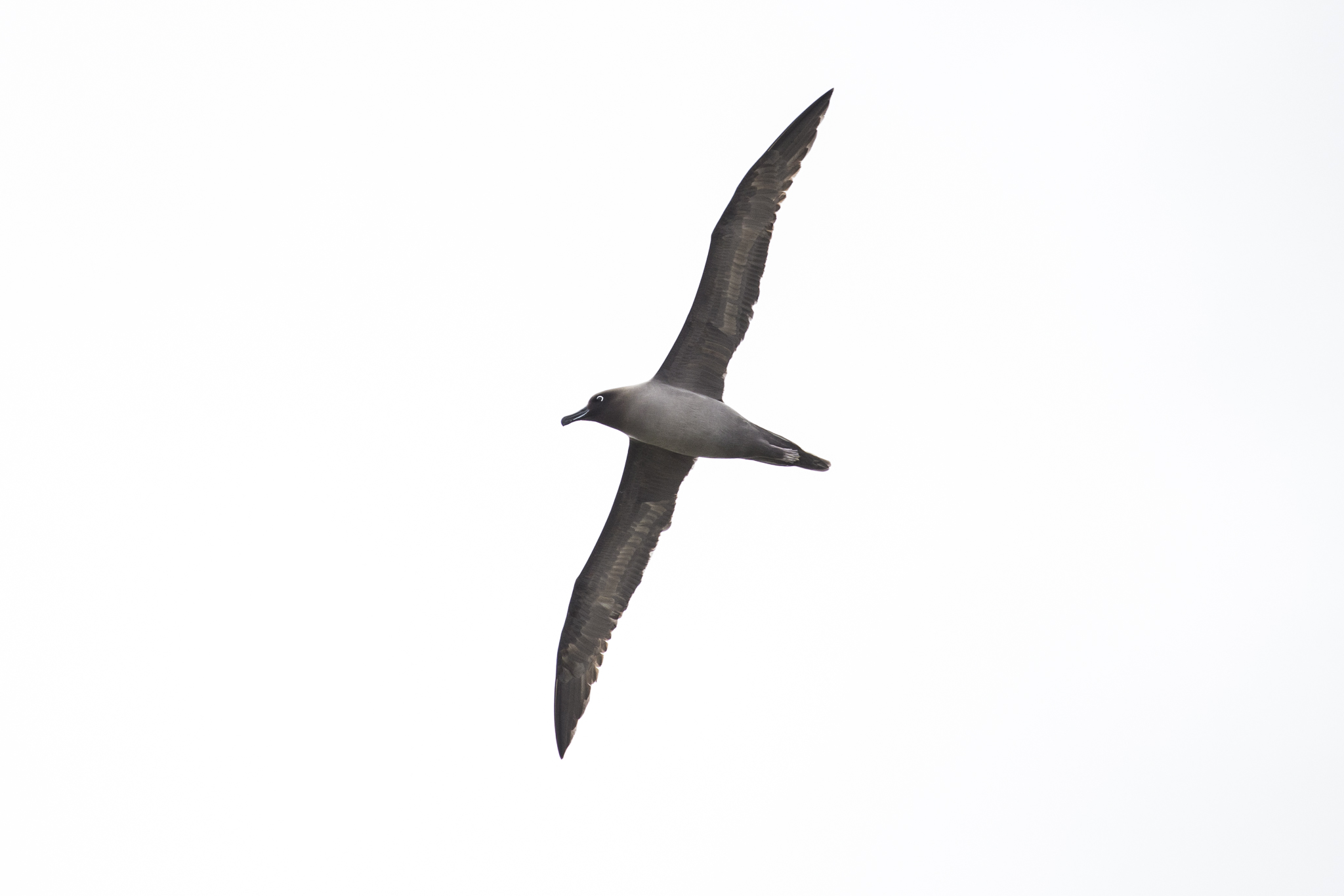 Light Mantled Sooty Albatross
