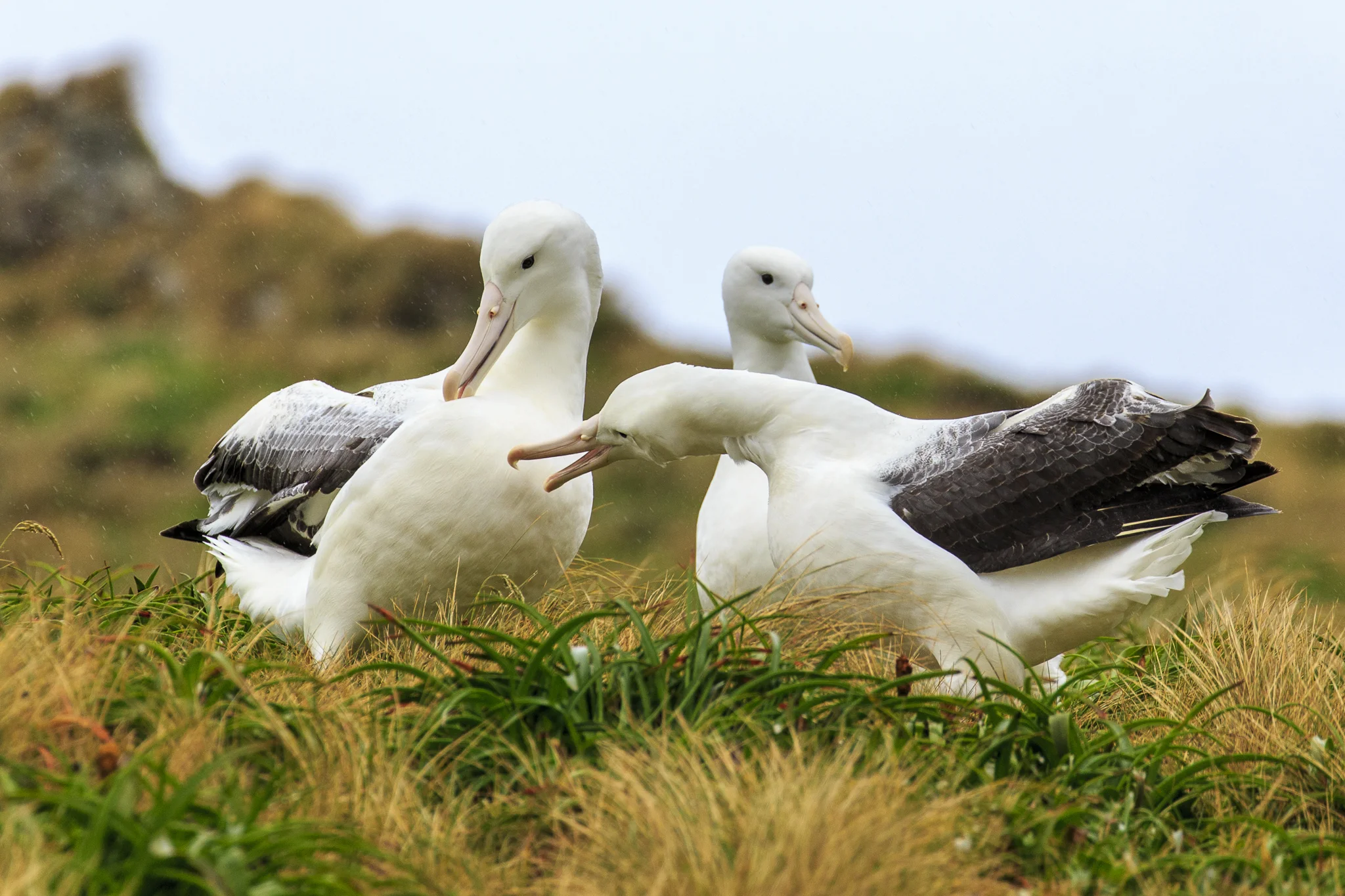 Albatross Campbell Island Subantarctic 1.jpg