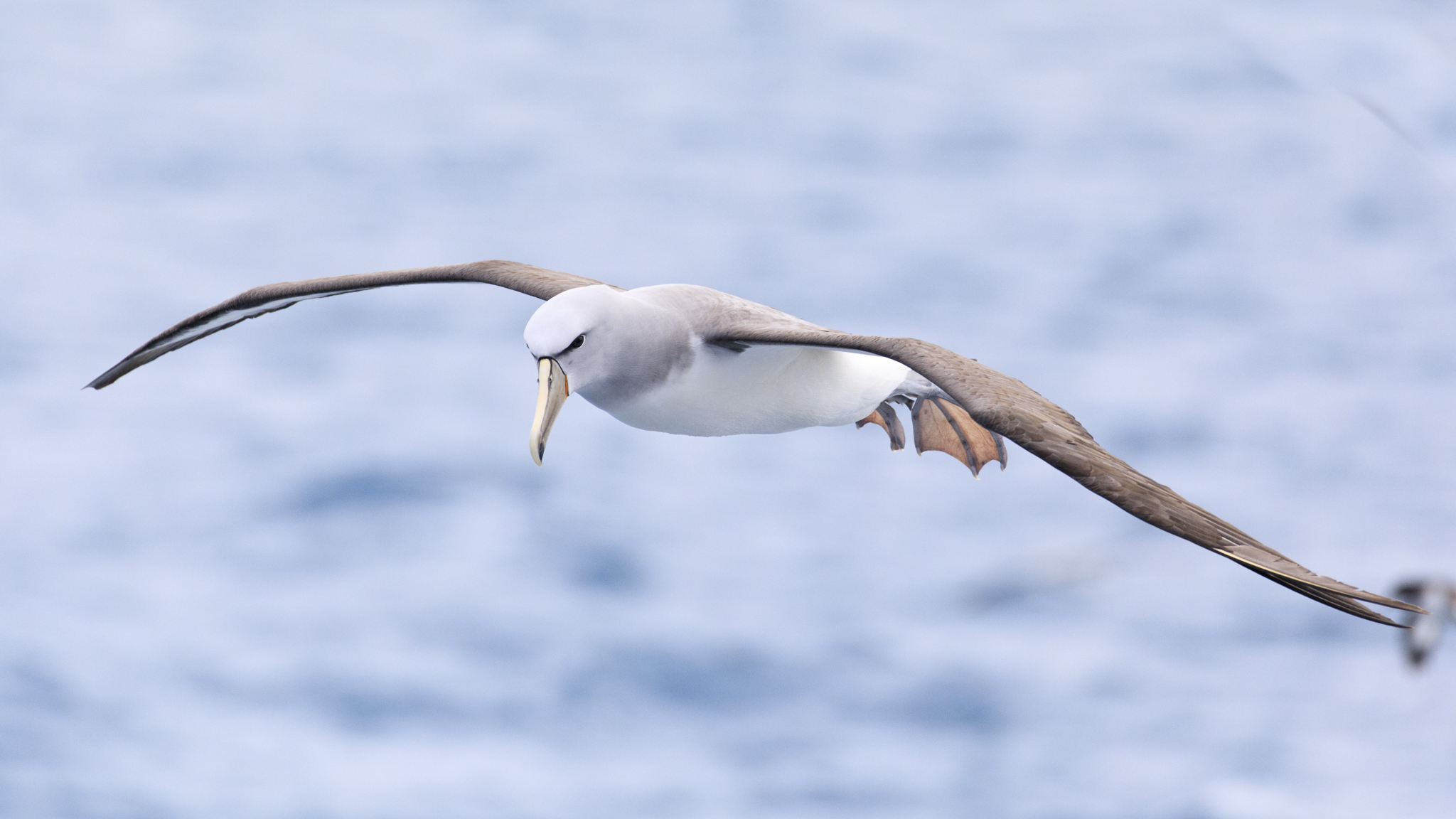 Salvins Albatross