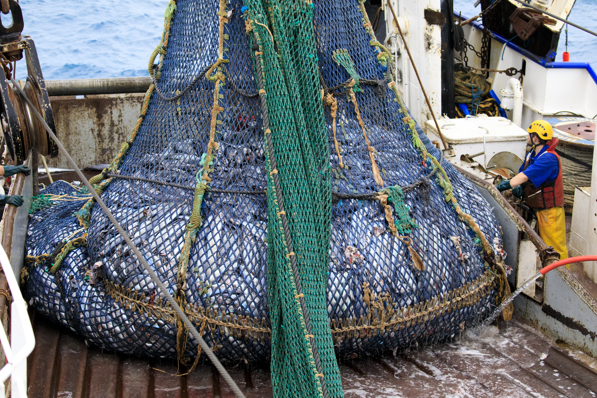 A net full of hoki