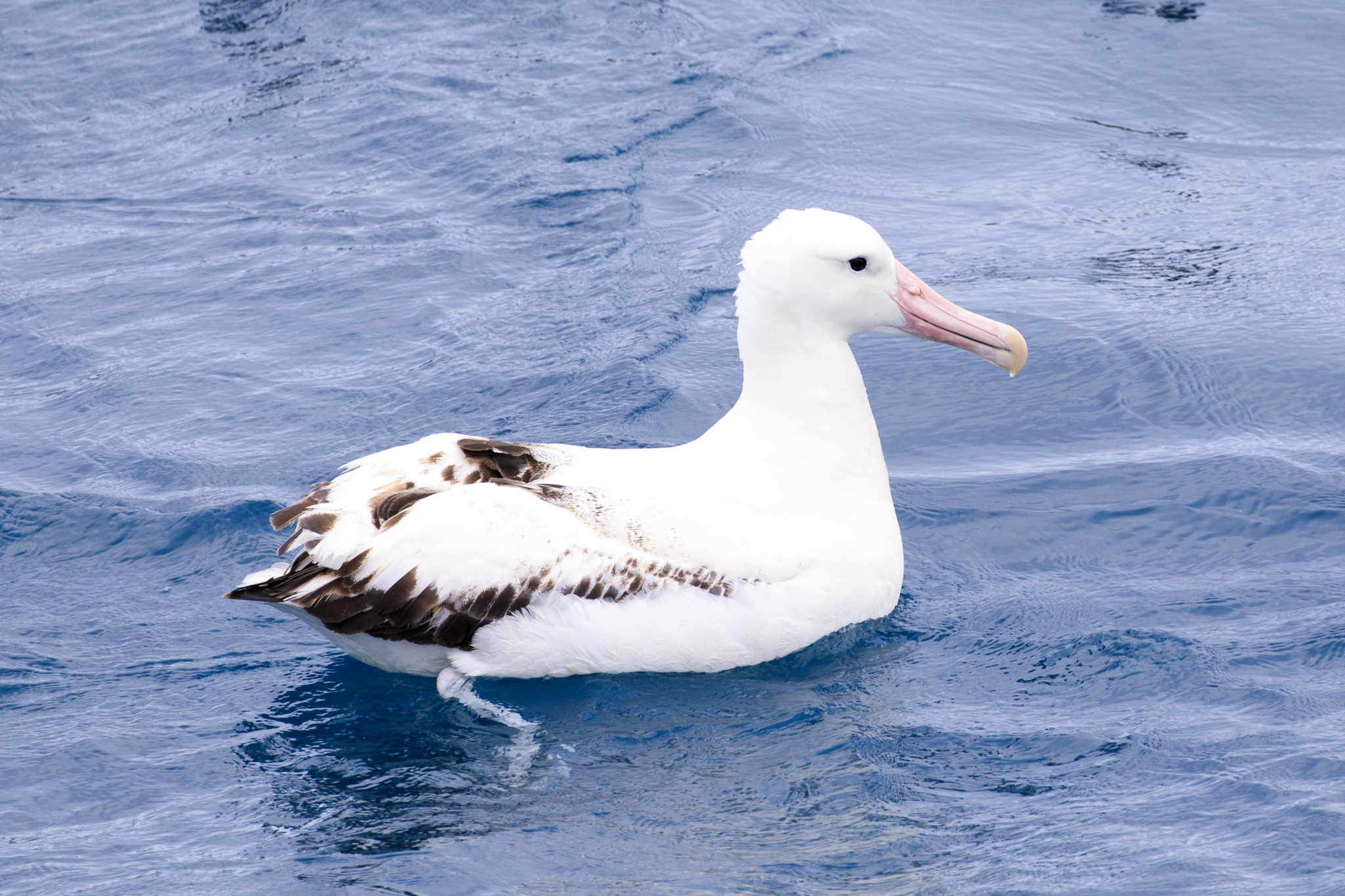A very old Southern Royal Albatross