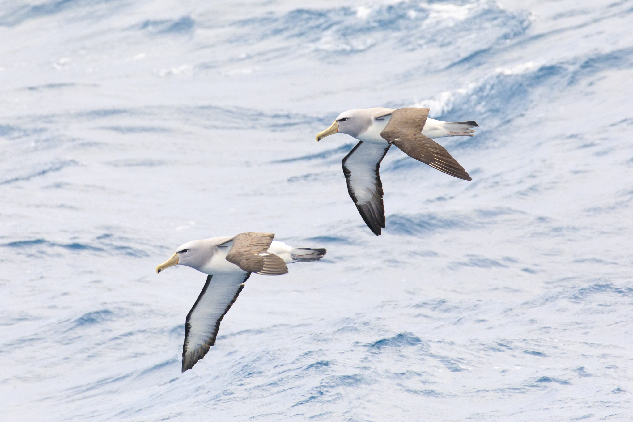Double trouble - Salvins Albatross