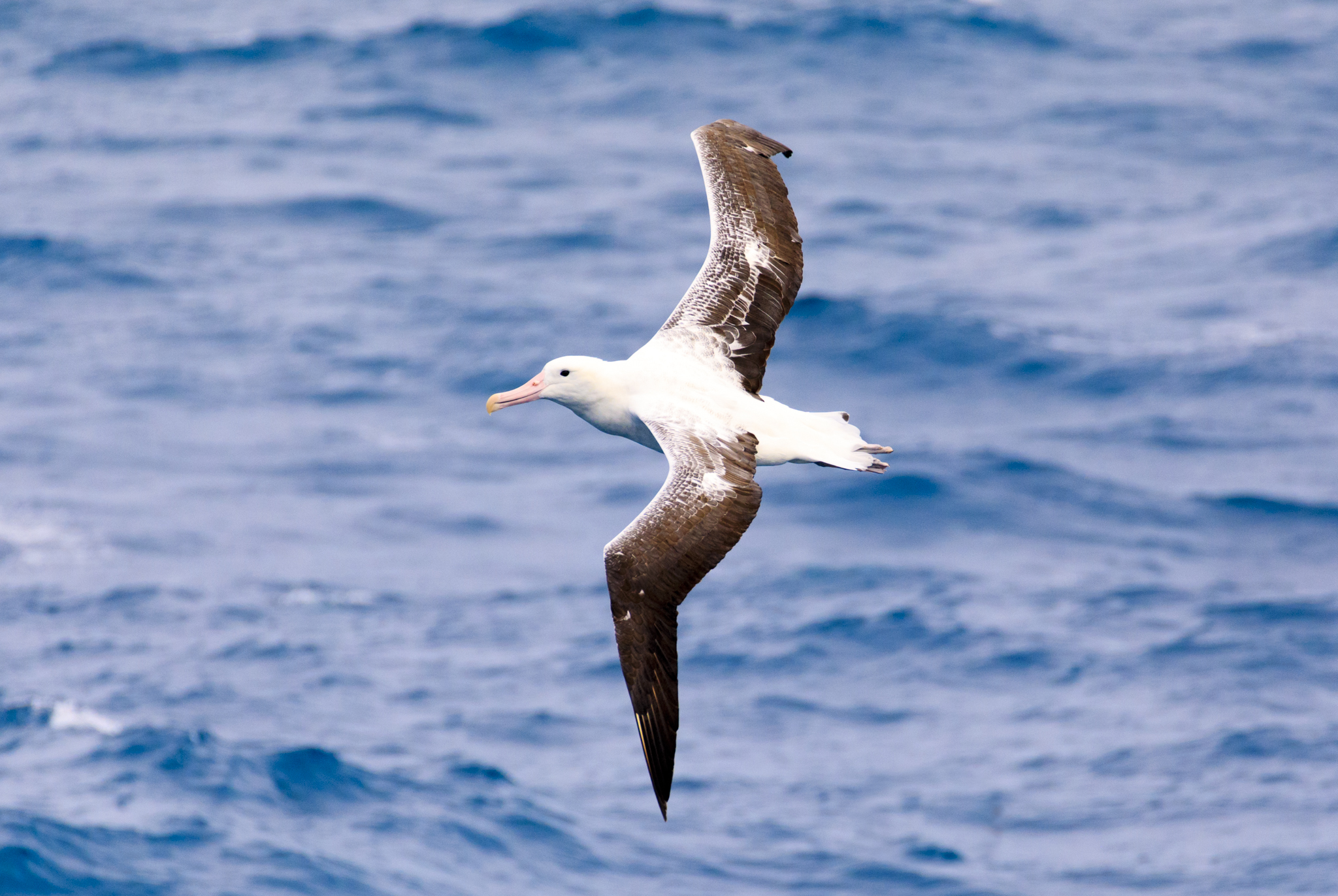 Royal Albatross (Southern I think, but could be wrong)
