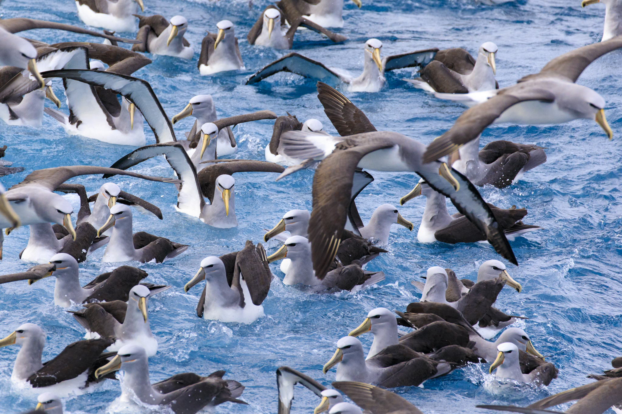 Mostly Salvins Albatross