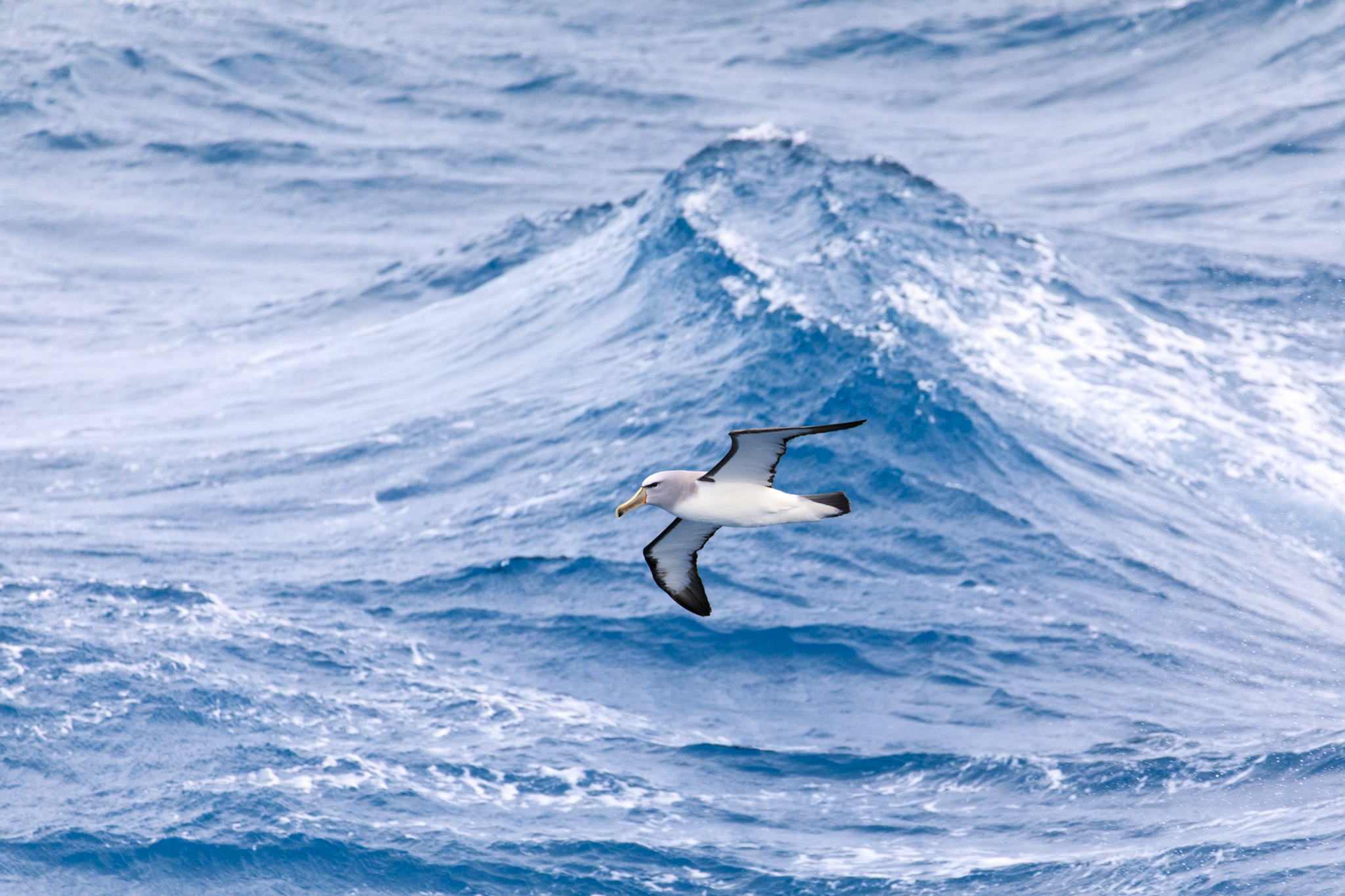 Salvins Albatross