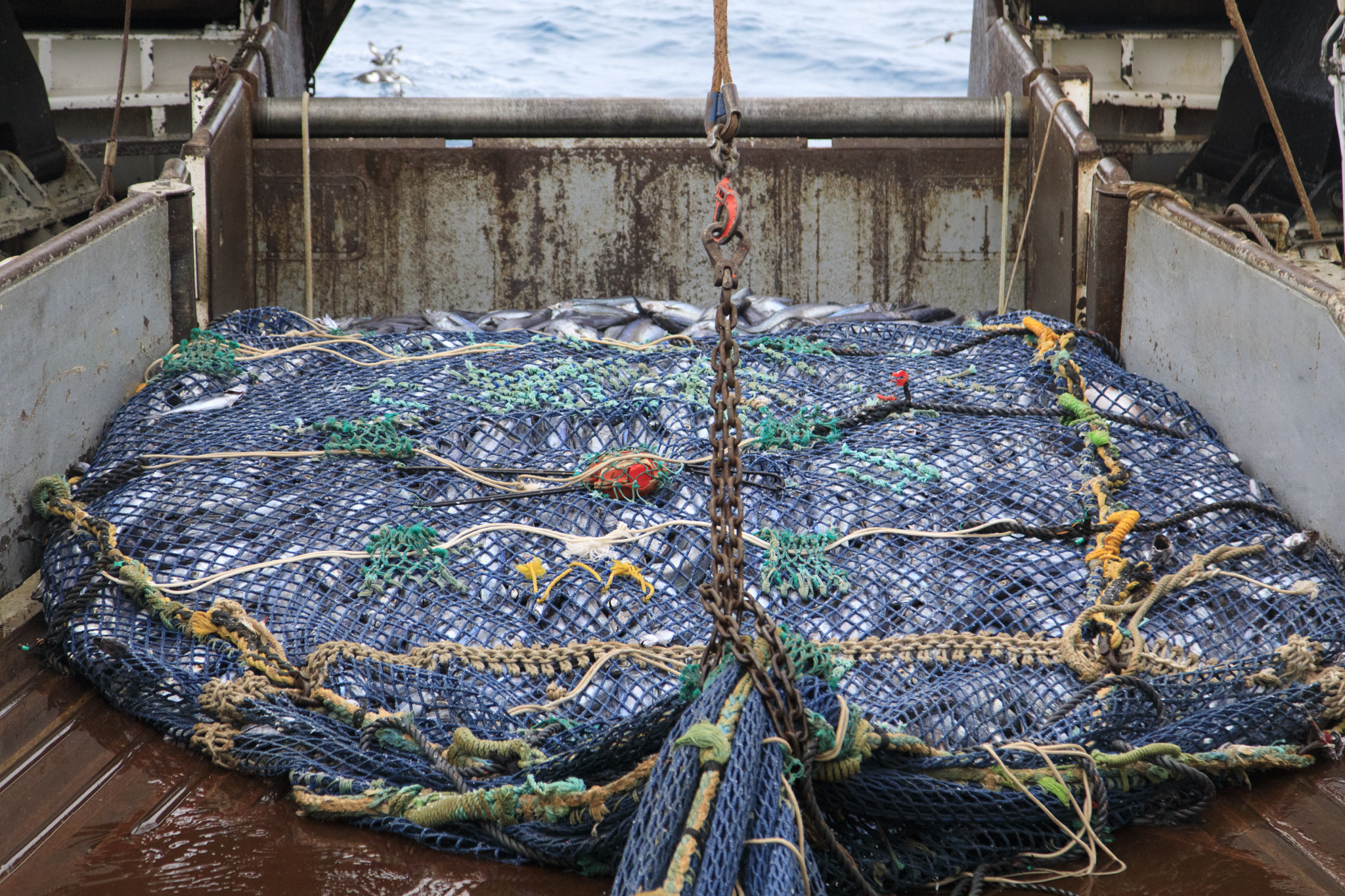 A net full of hoki