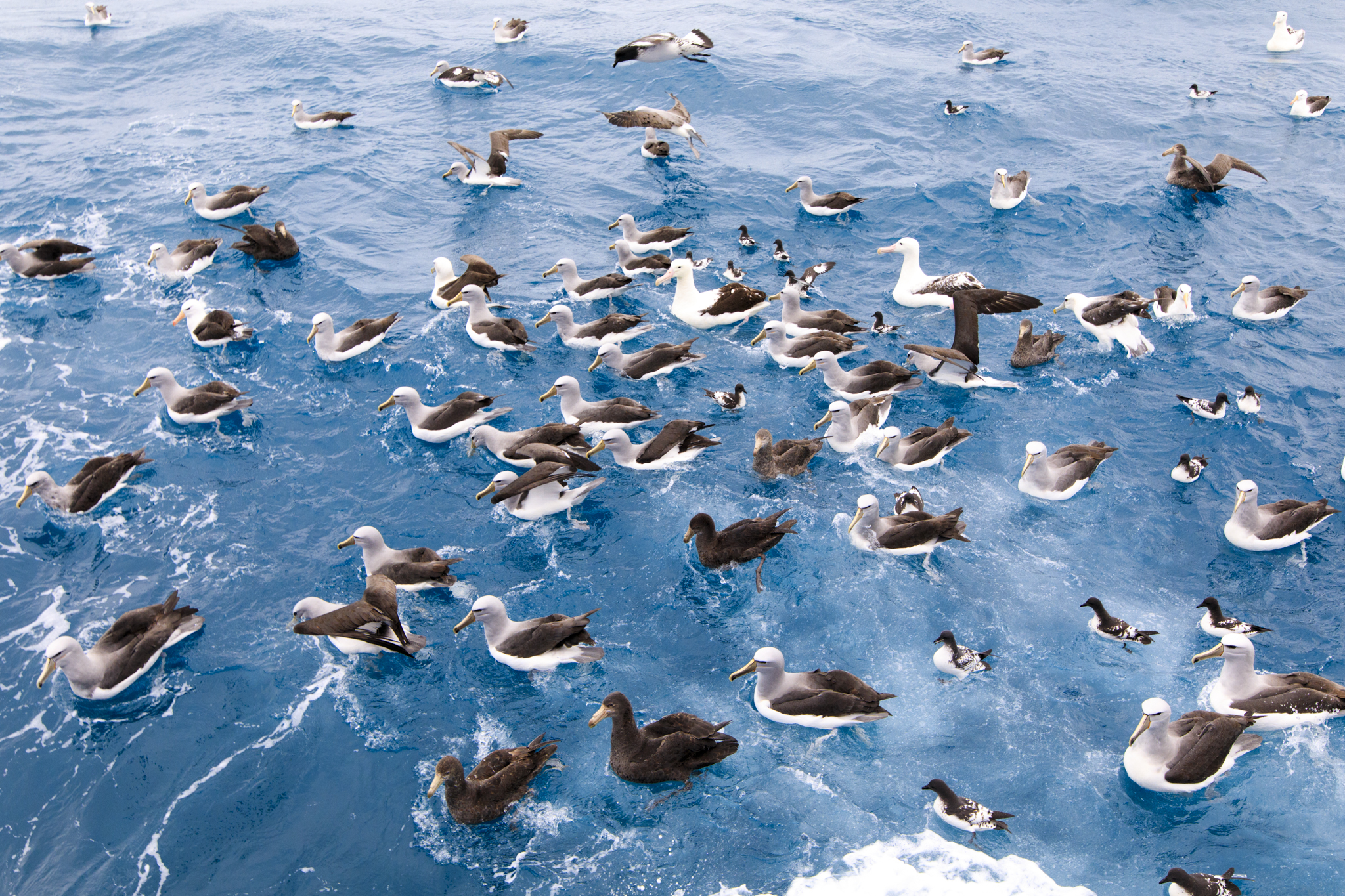 Seabirds waiting for the offal