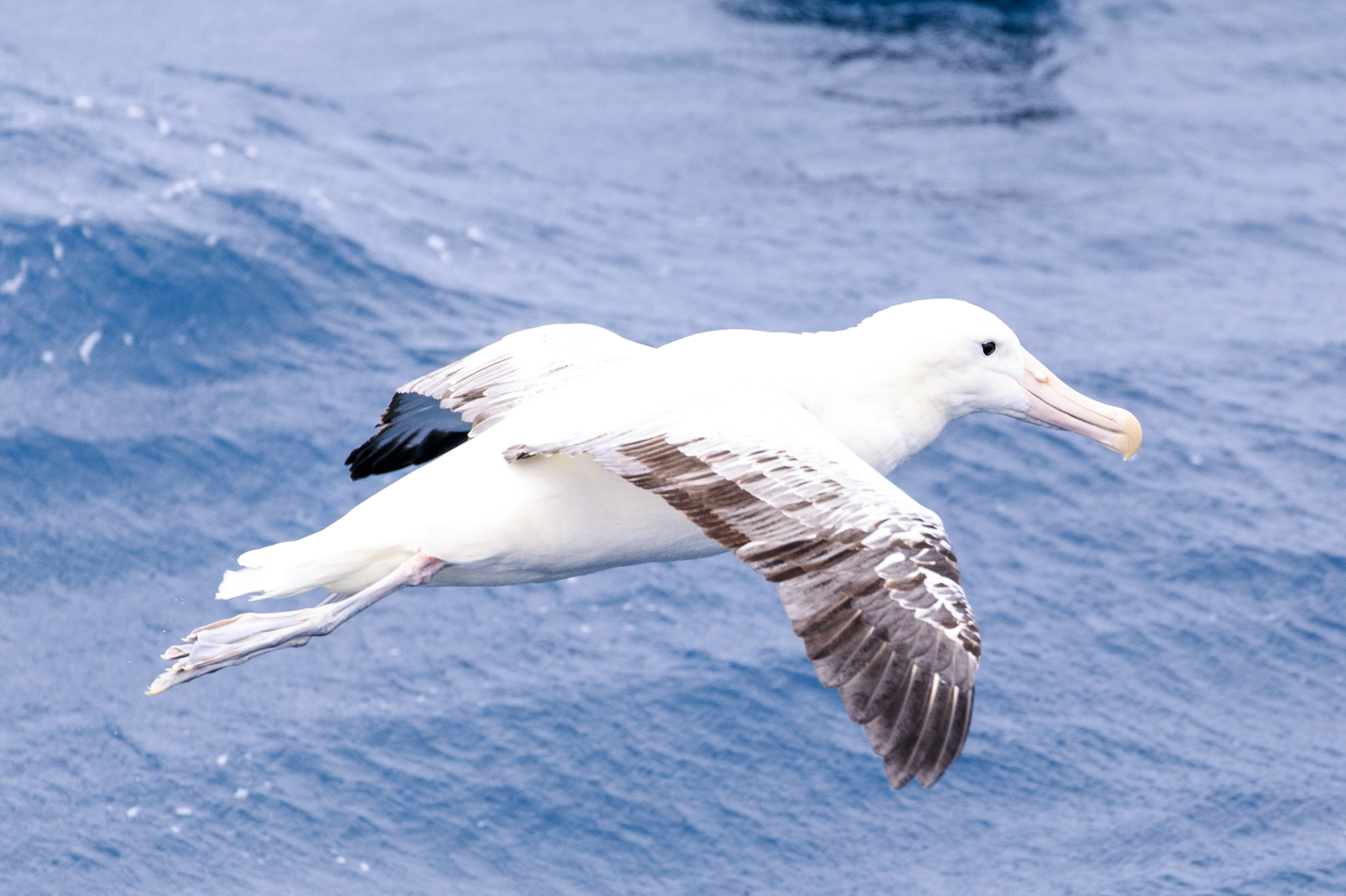 Southern Royal Albatross