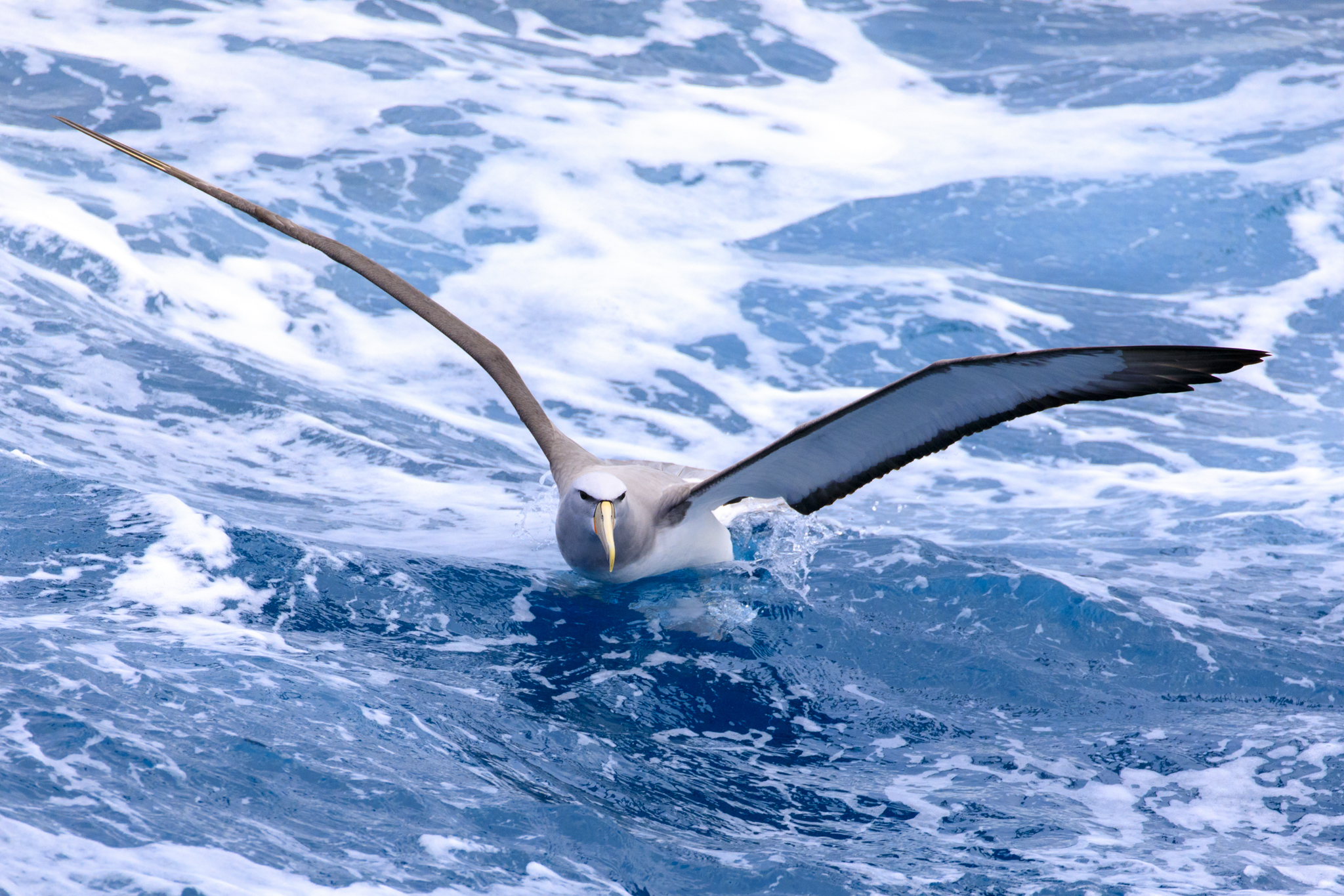 Salvins Albatross