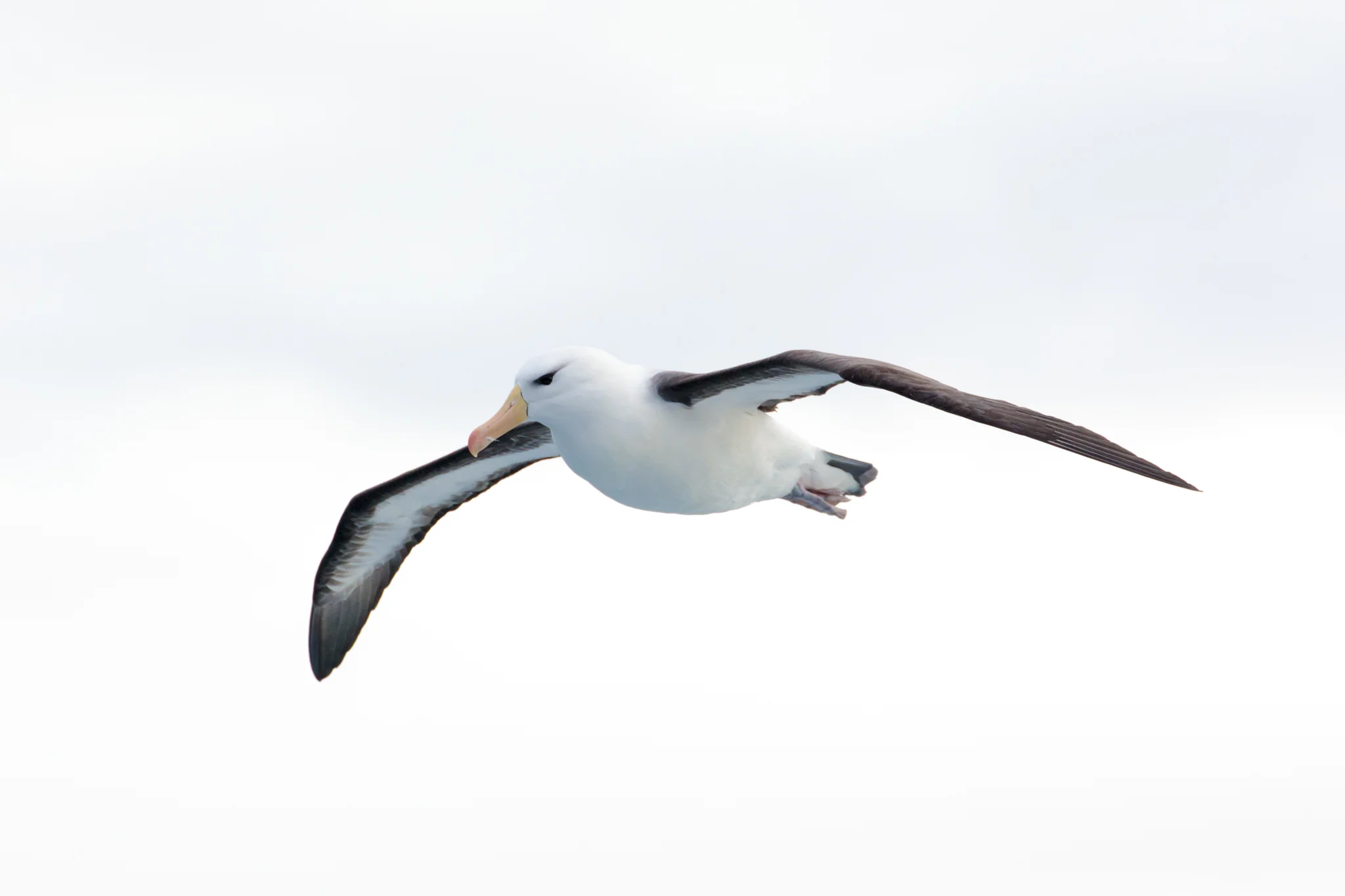 Black-Browed Albatross, Cook Strait, New Zealand.jpg