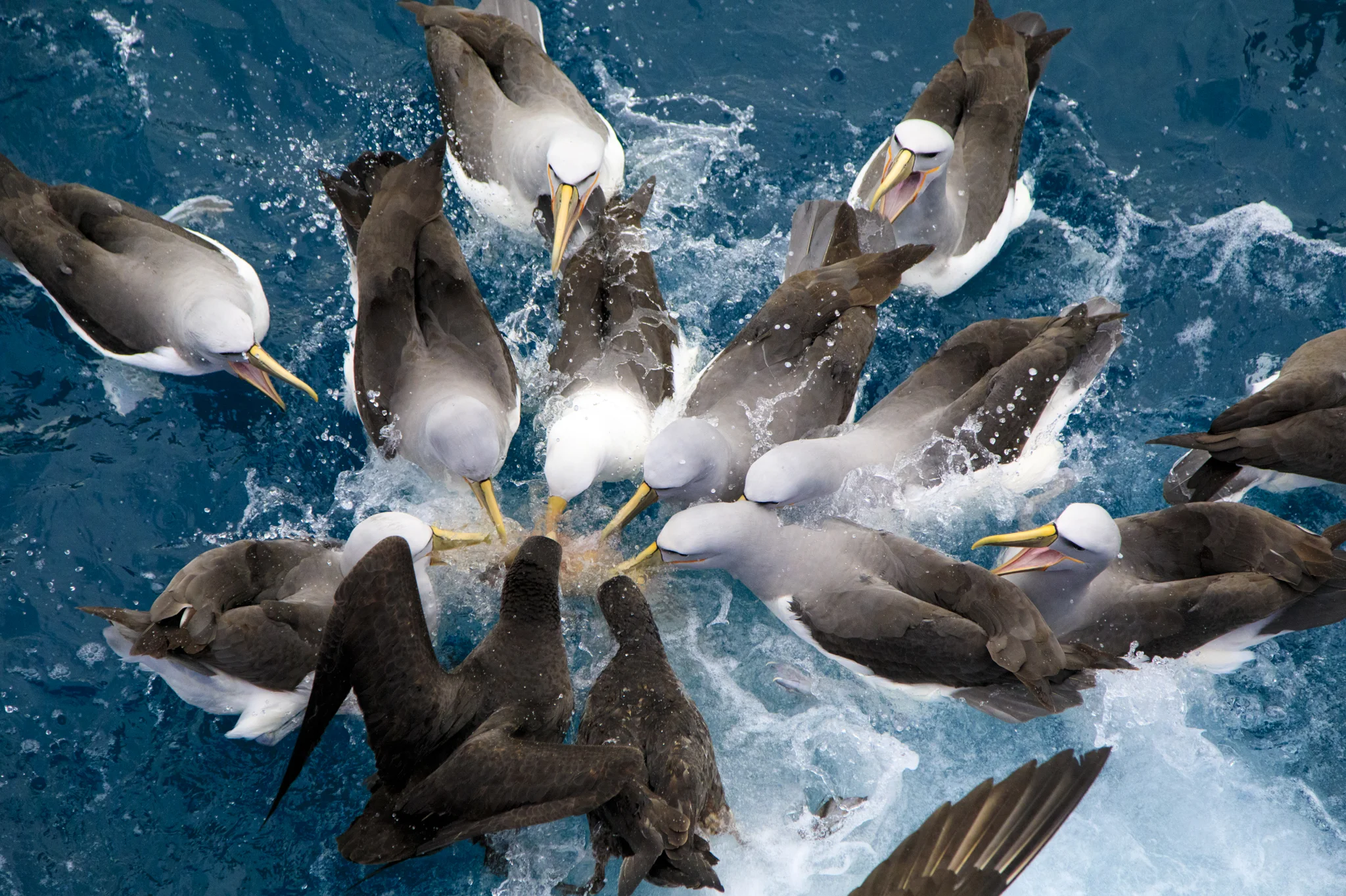 Salvins Albatross, Cook Strait, New Zealand.jpg