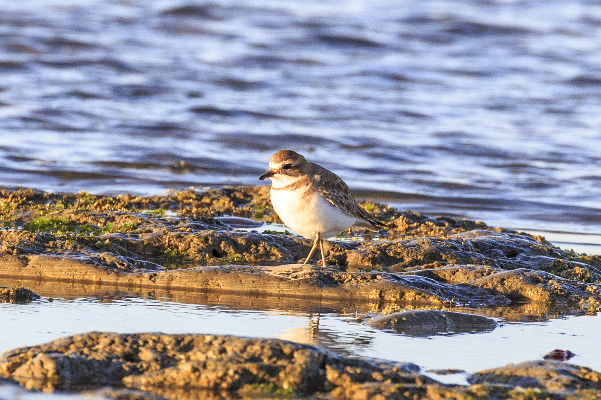 NZ dotterel.