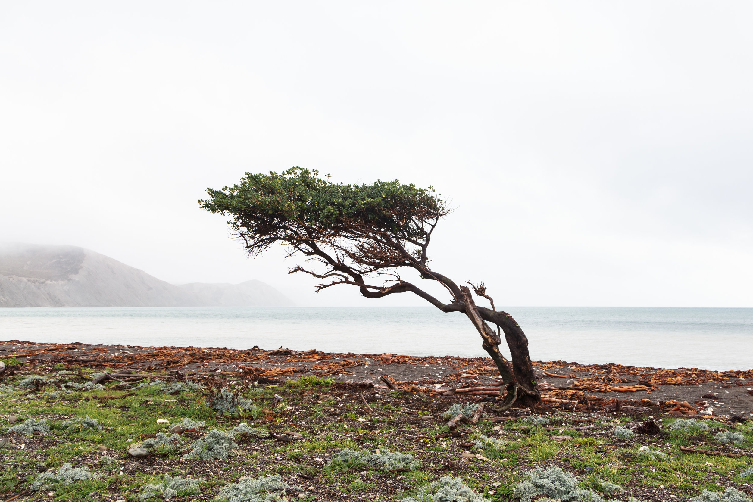 The prevailing wind is strong!