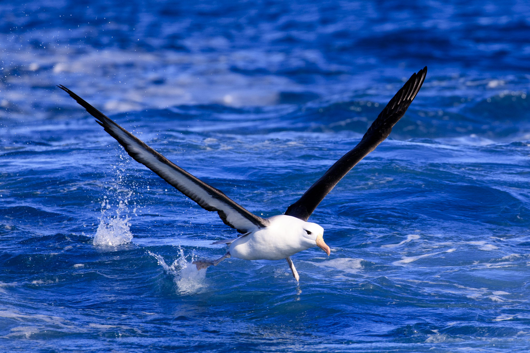 Rushing to book my space (Or a Black-Browed Albatross chasing the boat) 