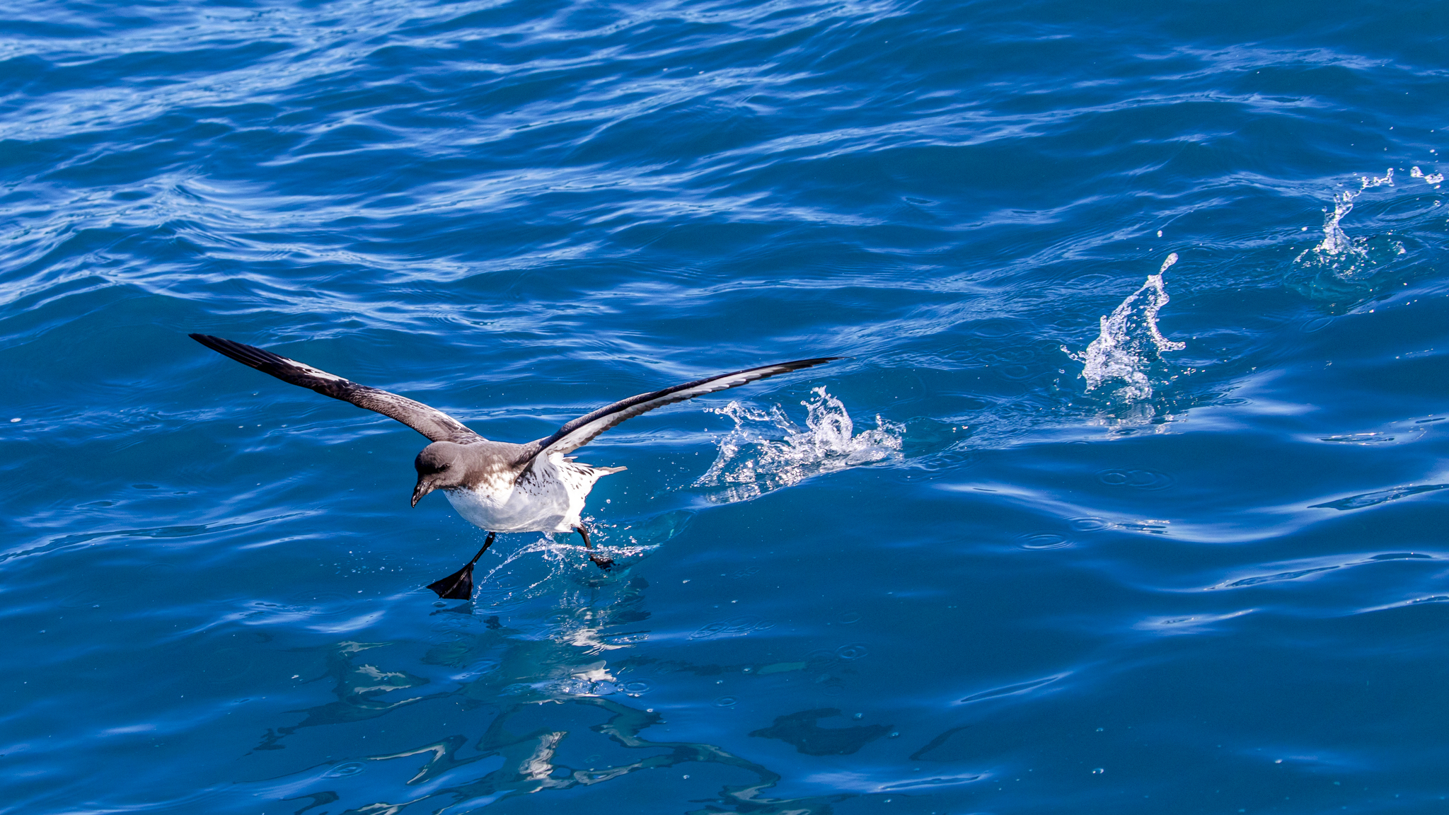 One of my first usable Cape Petrel (Pintado) photos.