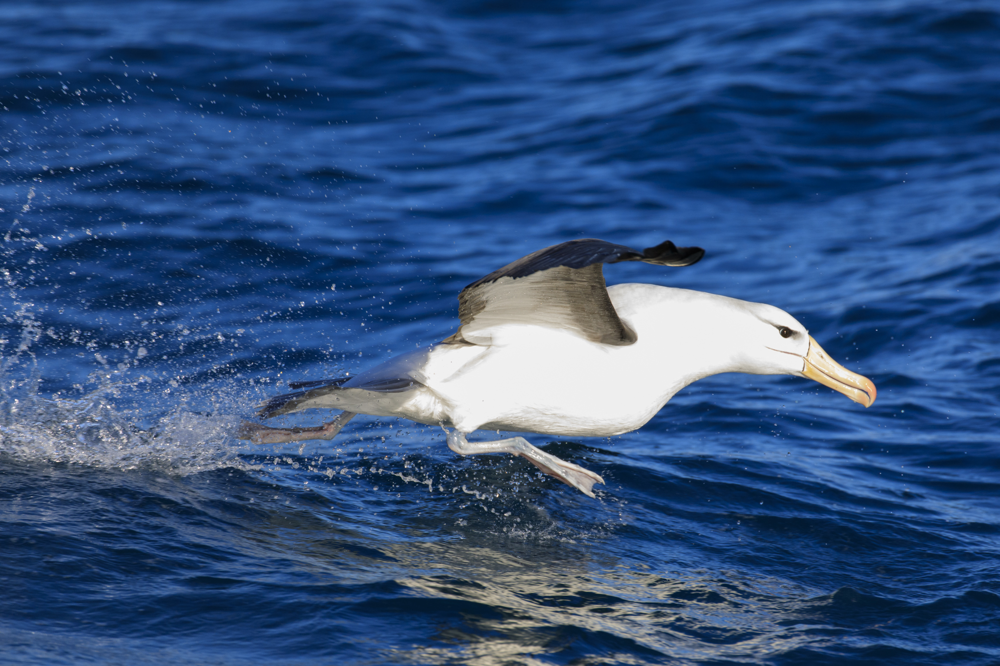 Black-Browed Albatross
