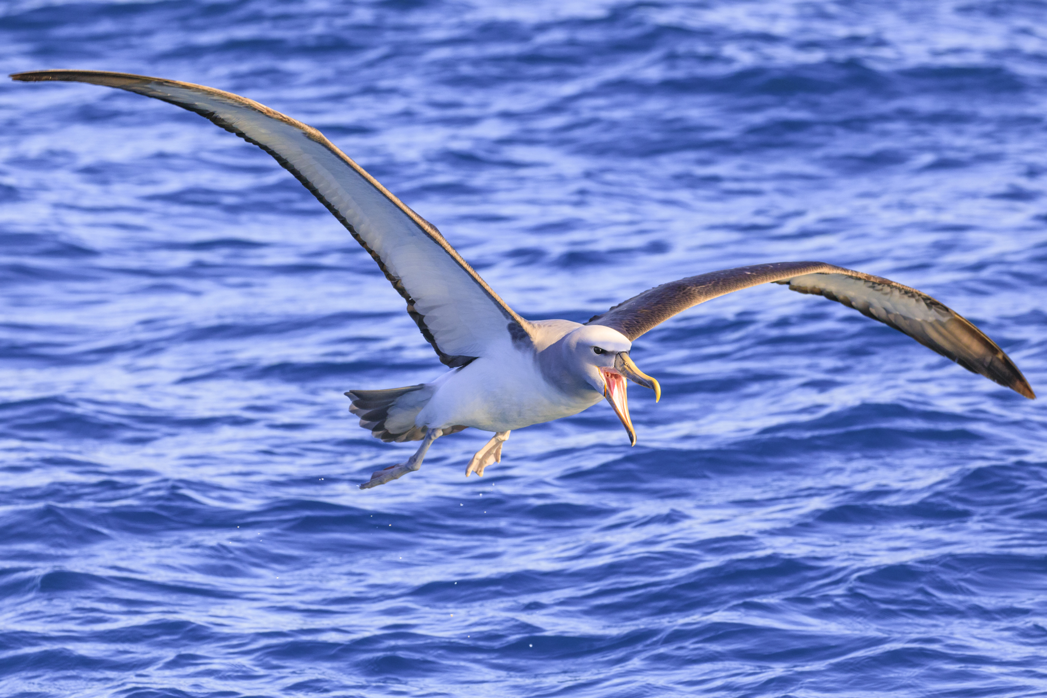 An angry Salvin's Albatross.