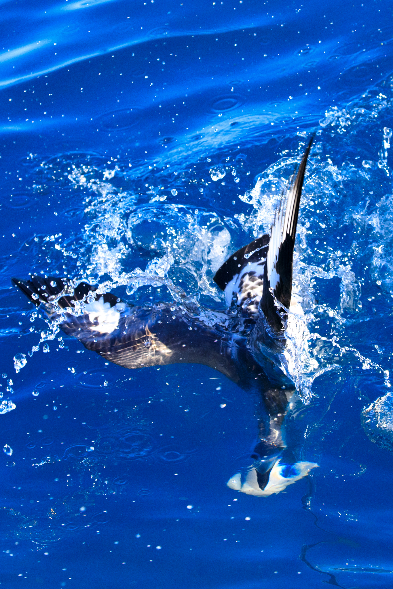 Catching lunch - Cape Petrel style. 