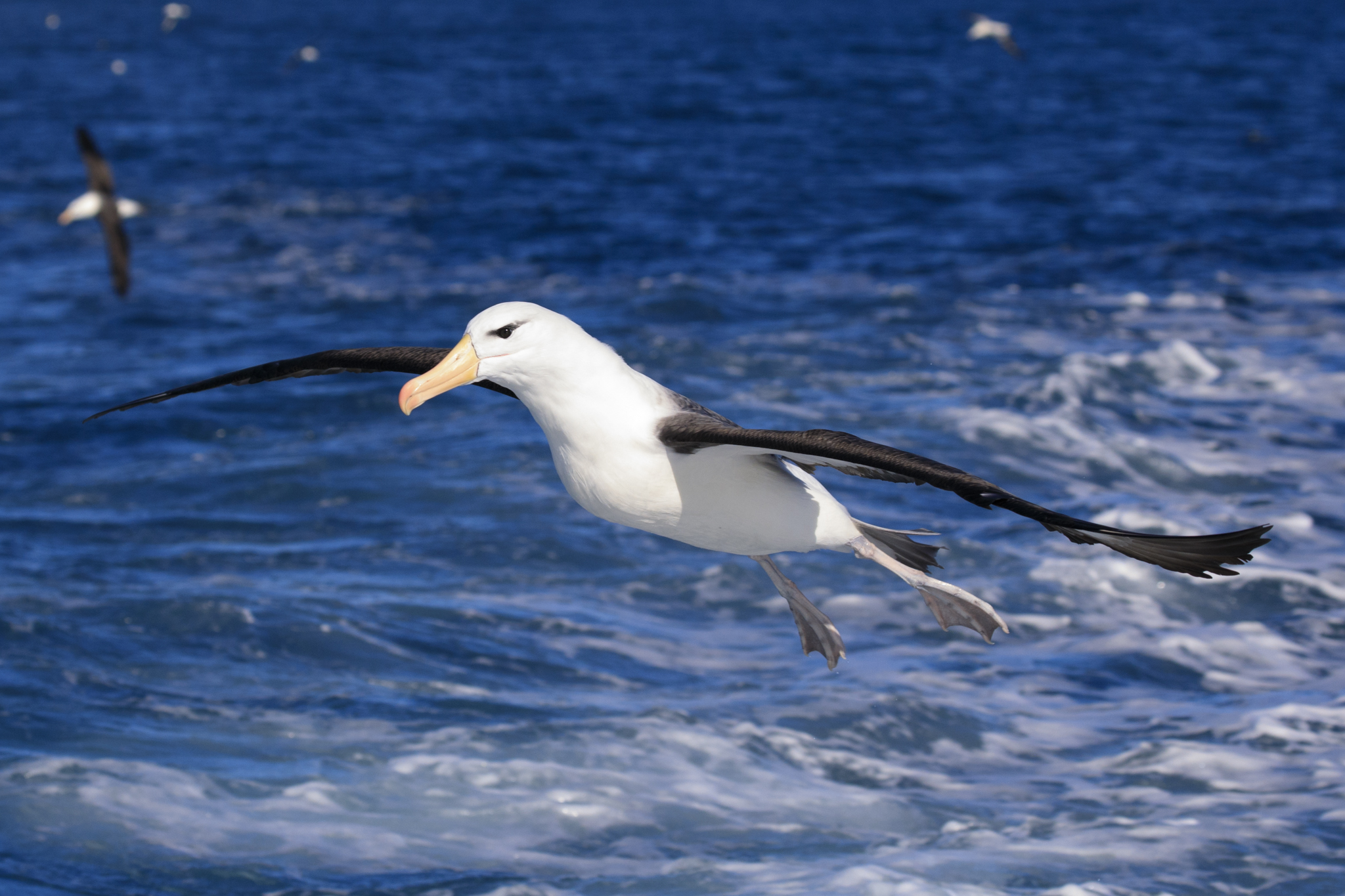 Black-Browed Albatross