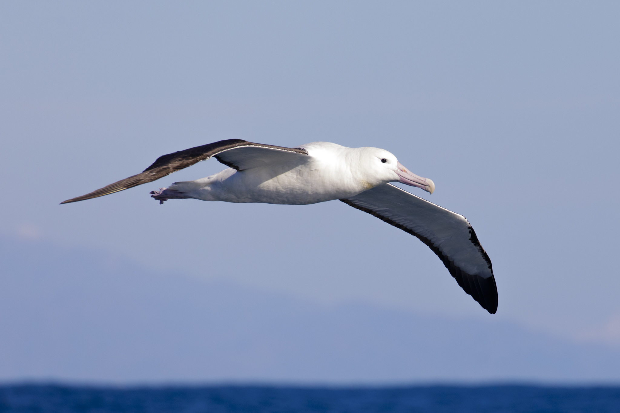 Northern Royal Albatross