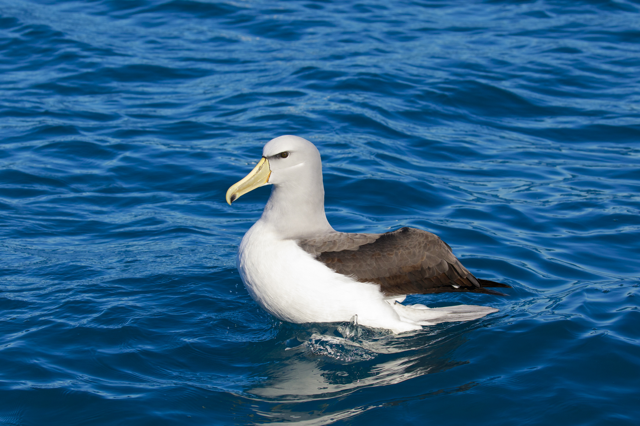 Salvin's Albatross