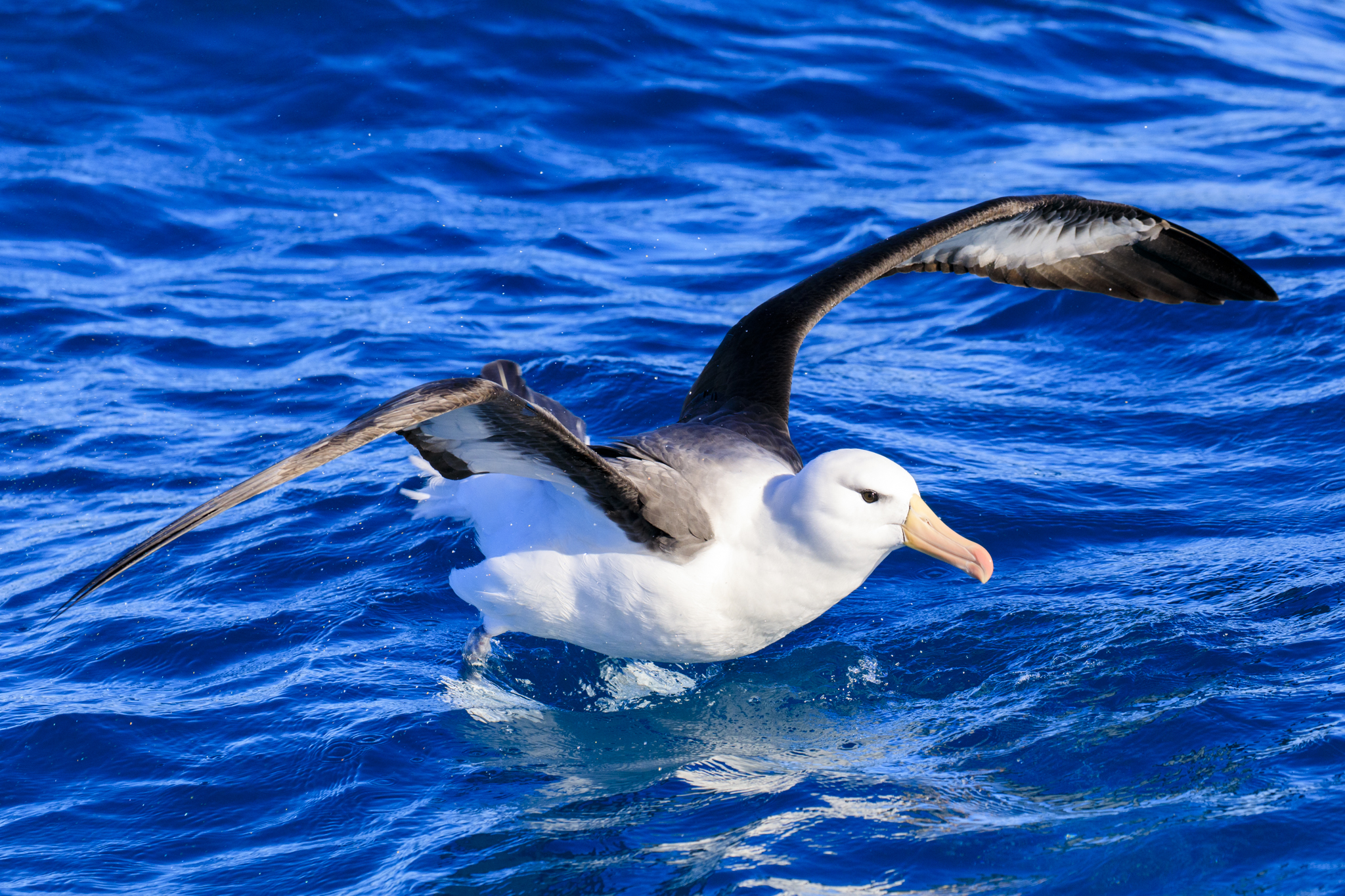 Black-Browed Albatross