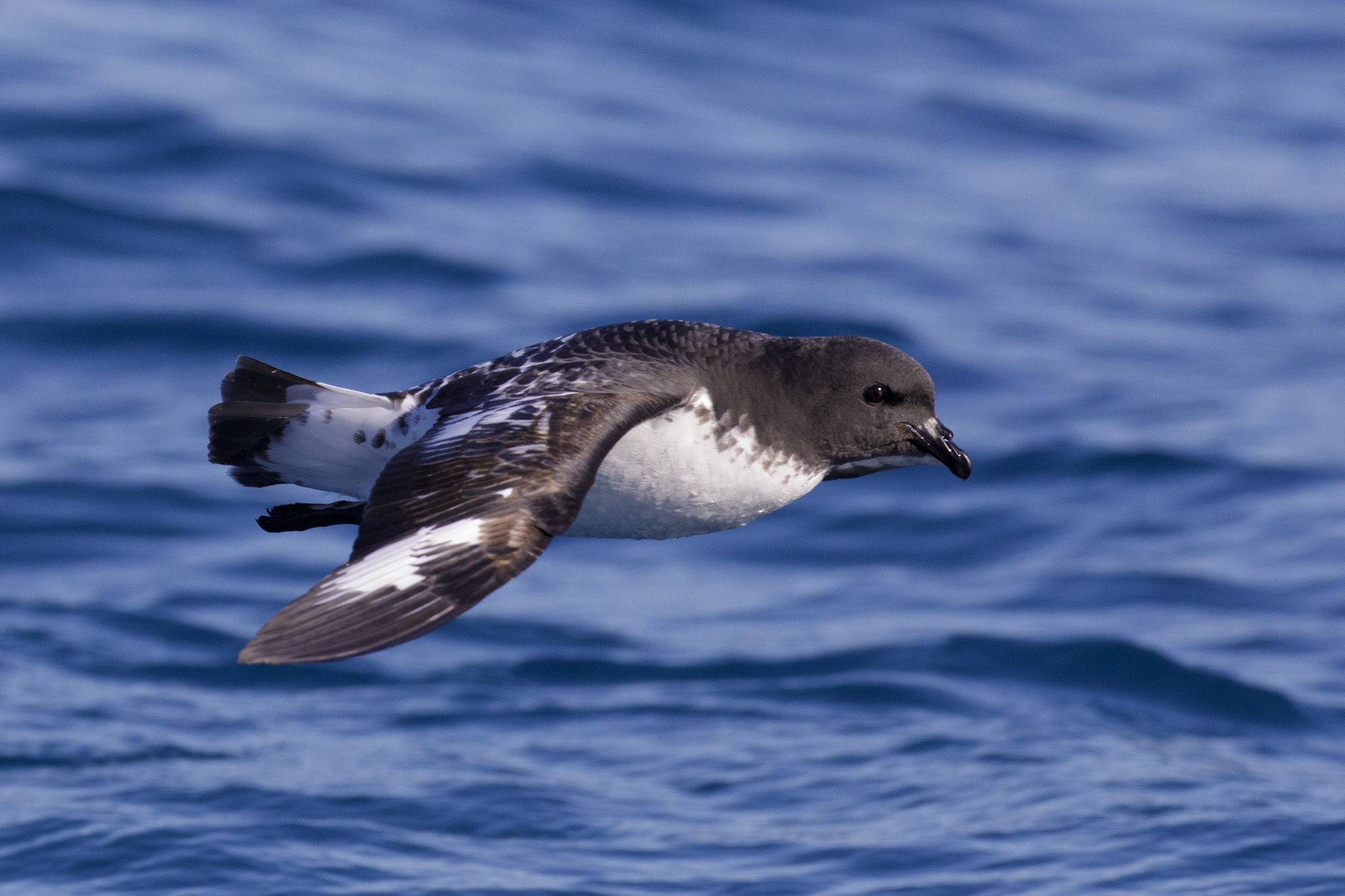 Cape Petrel