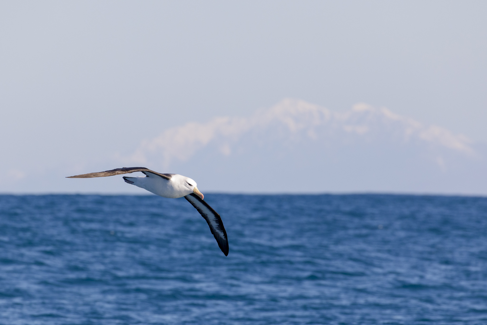 Black-Browed Albatross and snowy mountains
