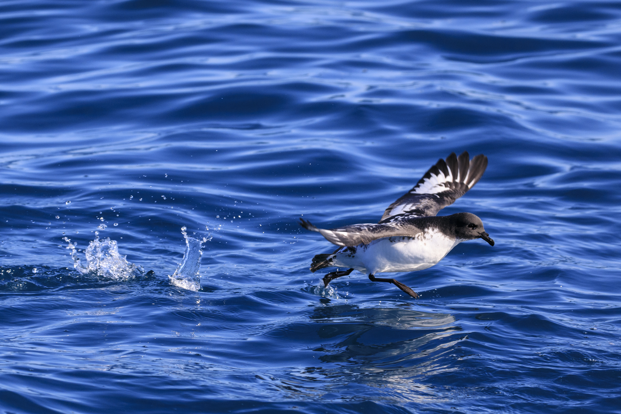 Walking on water