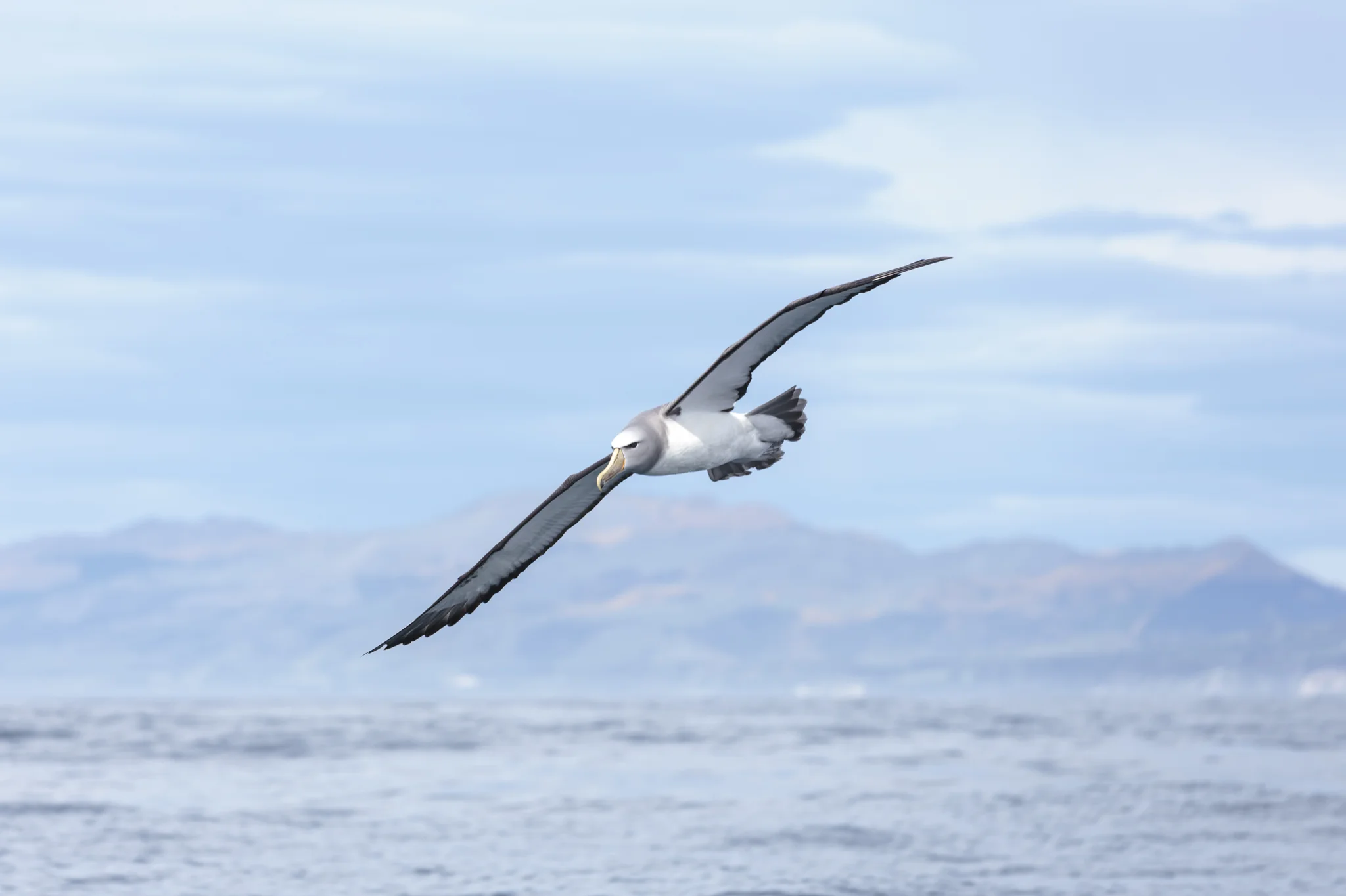 Salvin's Albatross in Nov 2015