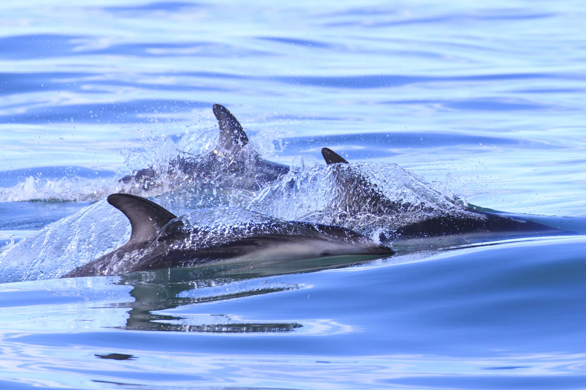 Dusky Dolphins