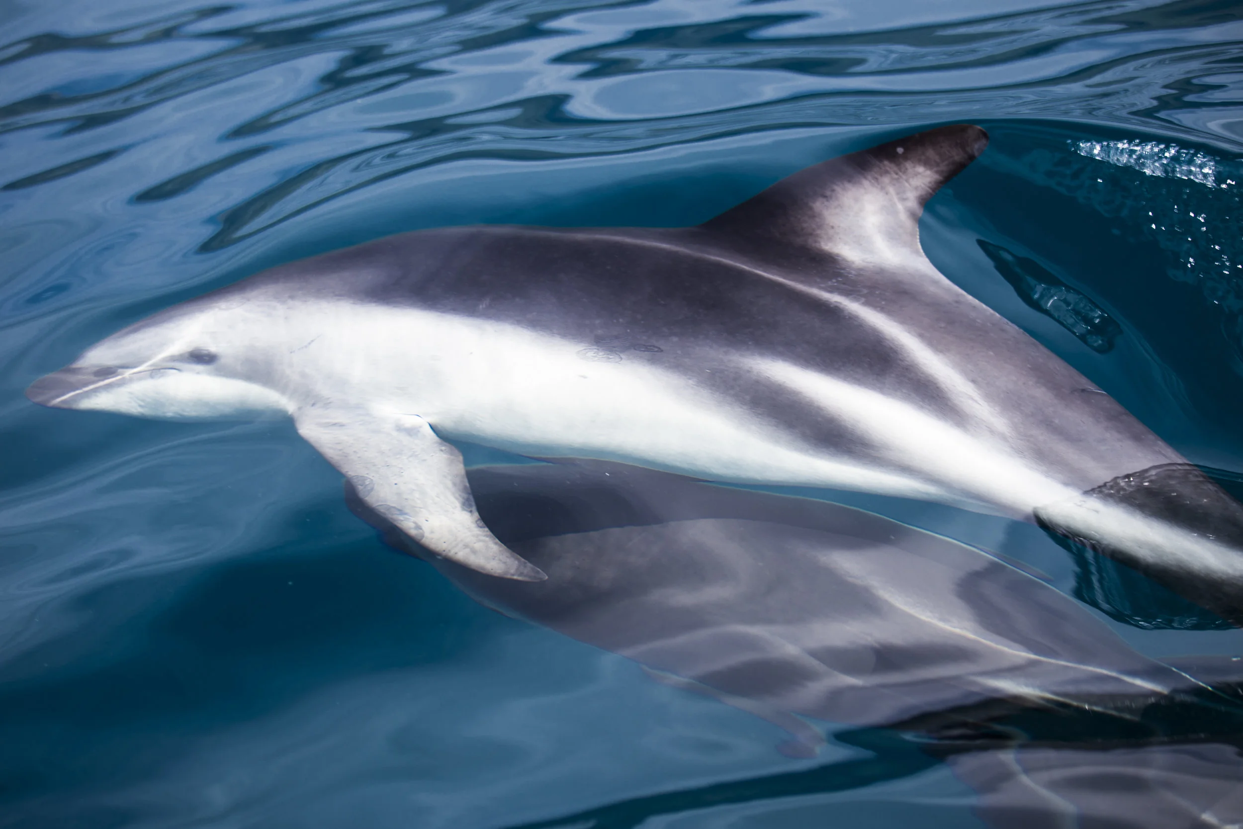 Dusky Dolphin