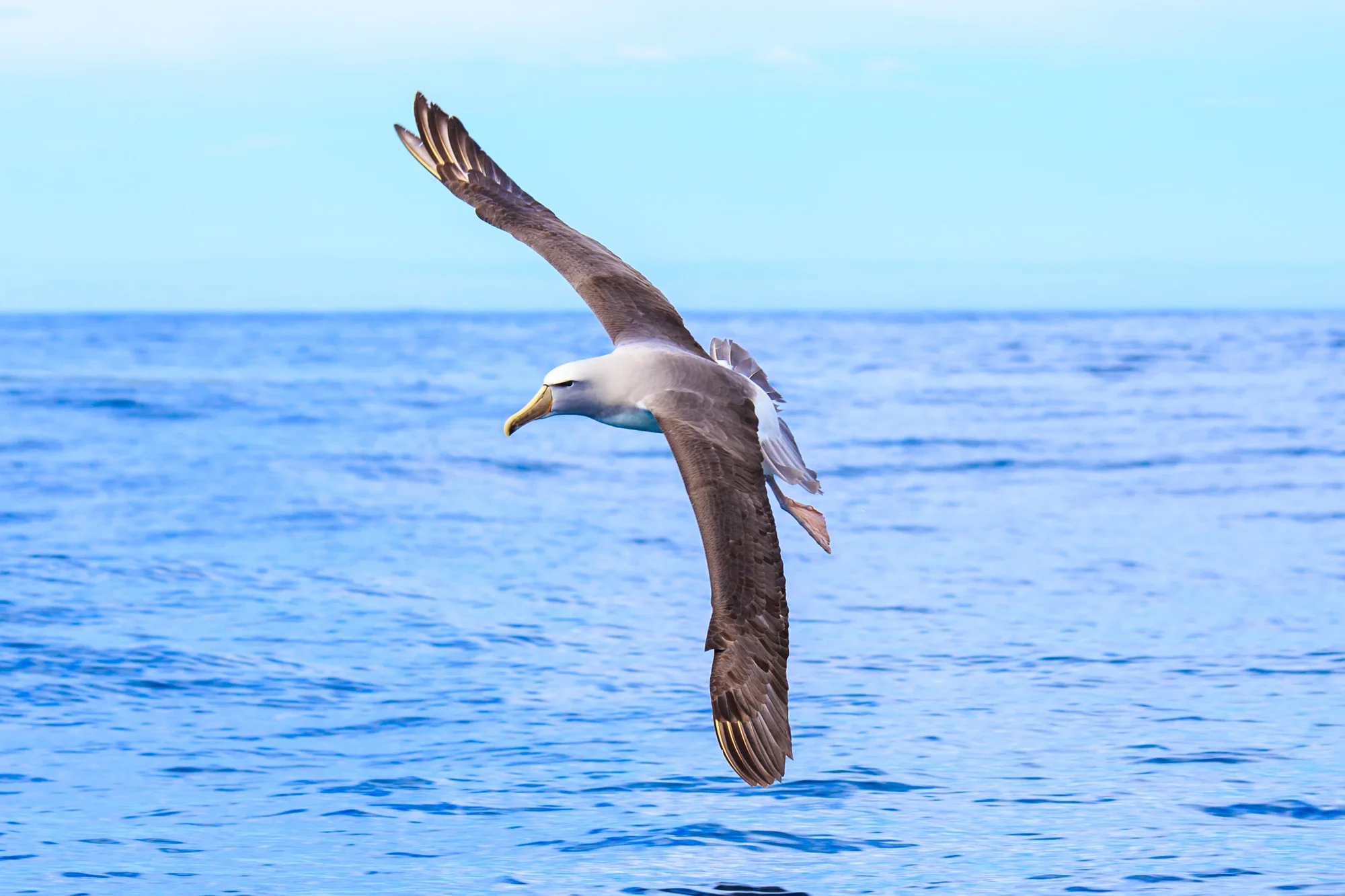 Salvin's Albatross